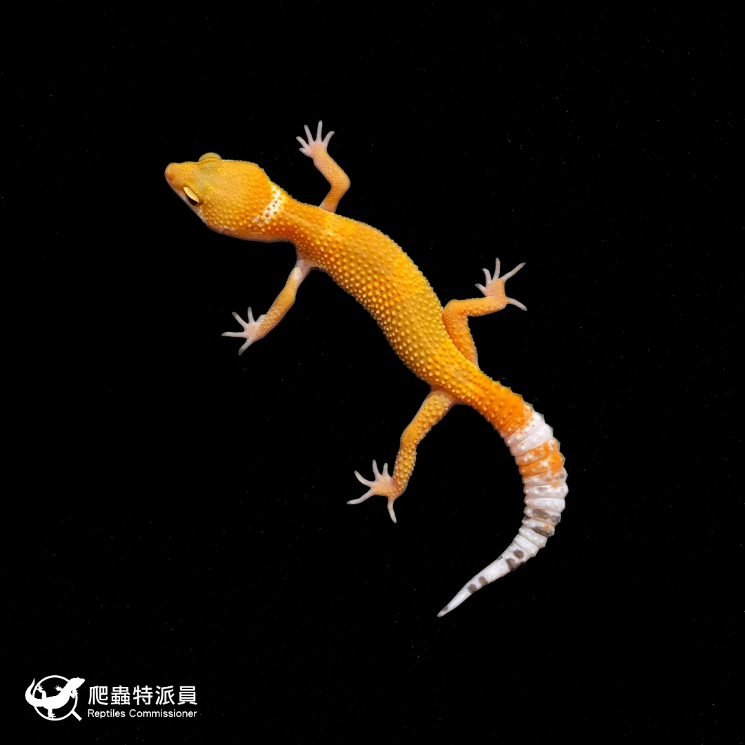 豹紋守宮．橘化（編號 375）