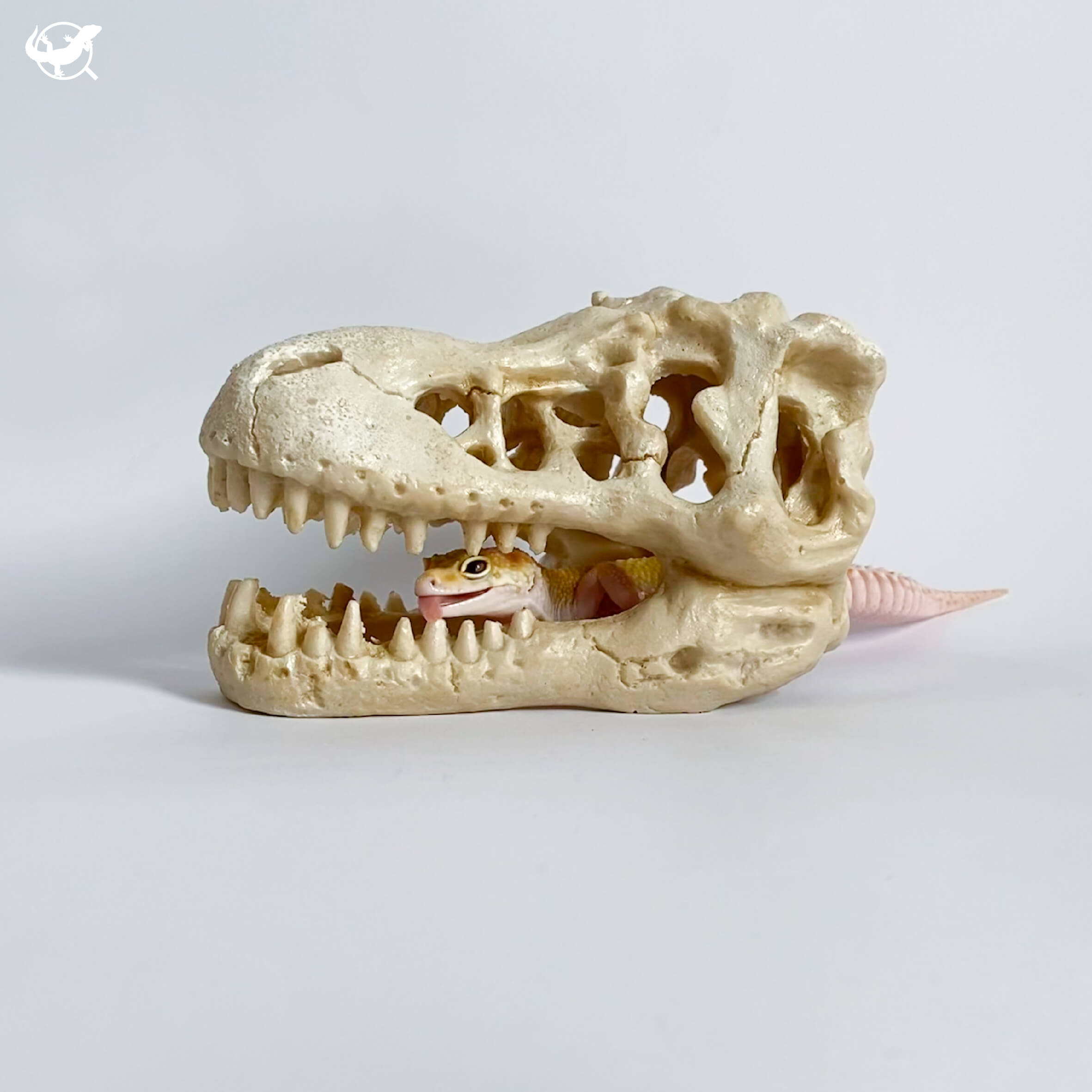 暴龍頭骨躲避屋（張口款）