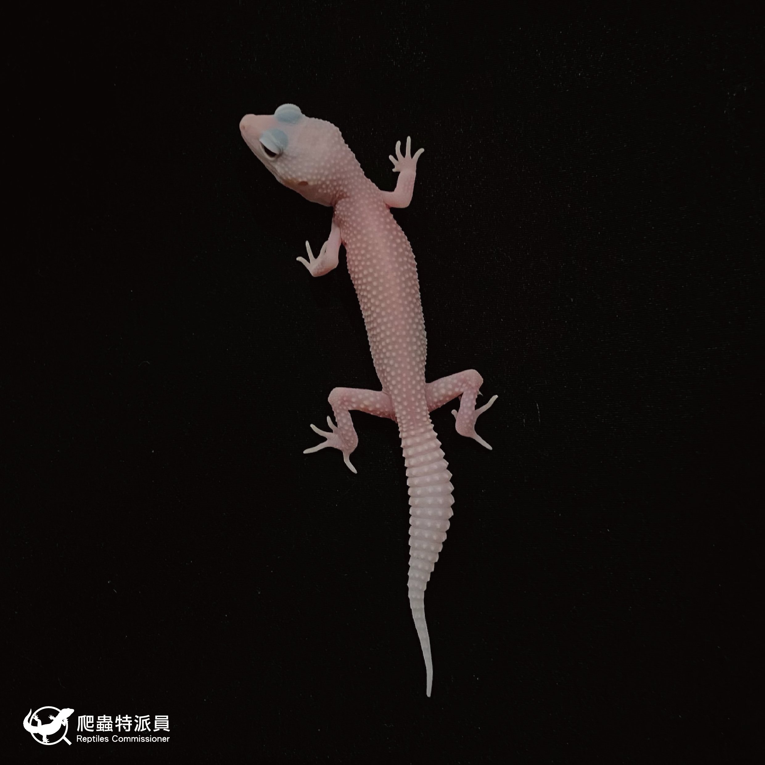 豹紋守宮．雪花暴風雪日蝕（編號 48）