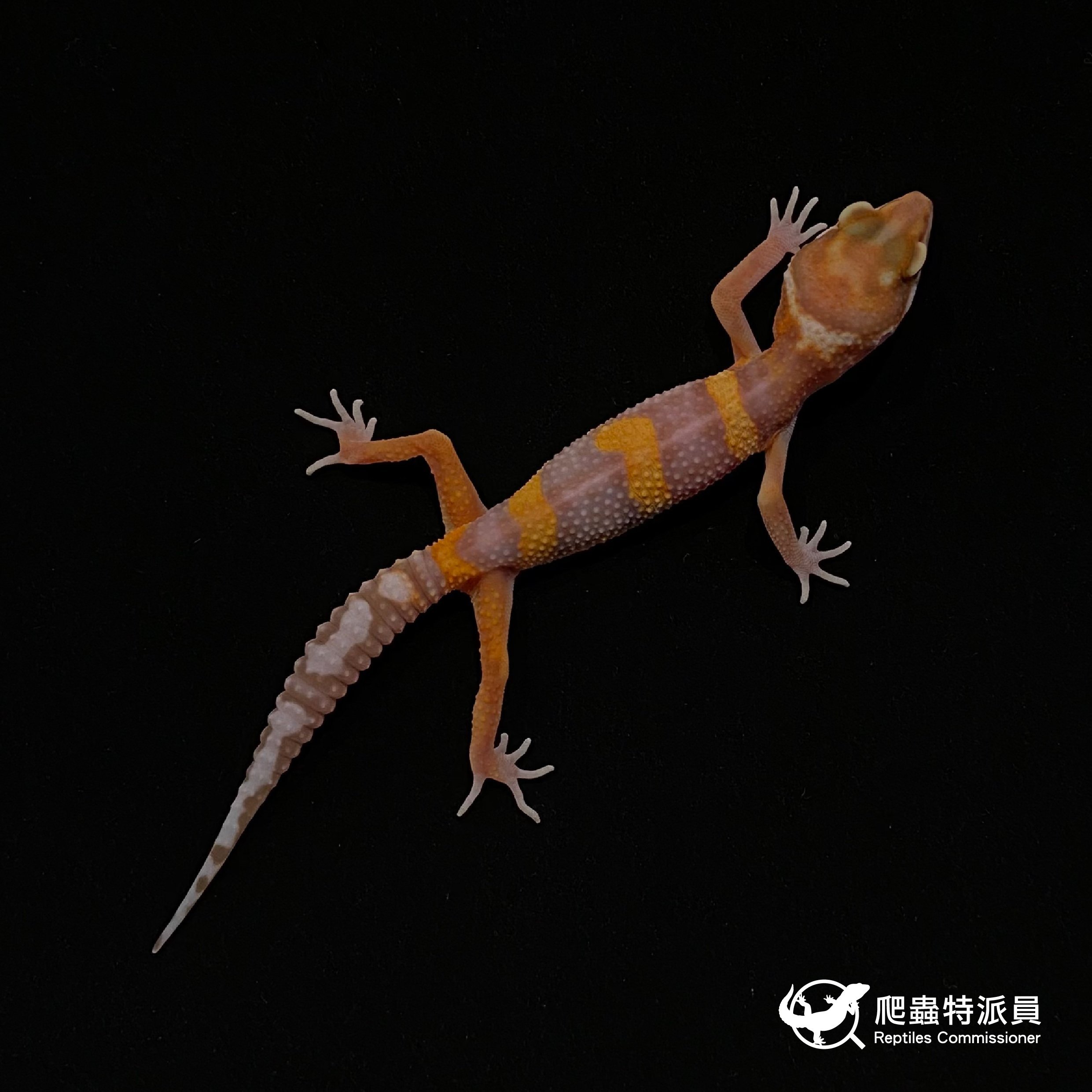 豹紋守宮．貝爾白化（編號 6）