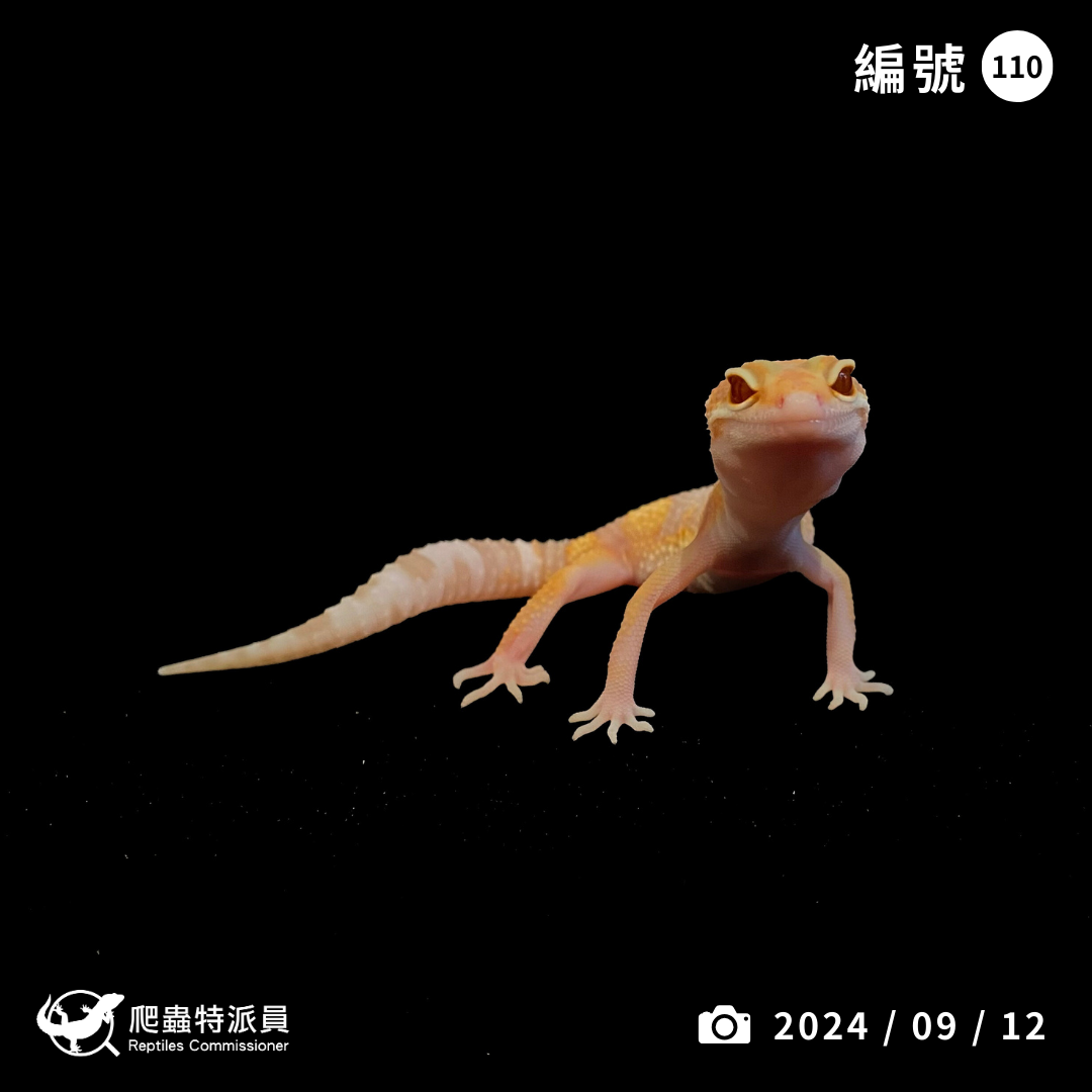 豹紋守宮．川白日蝕（編號 110）