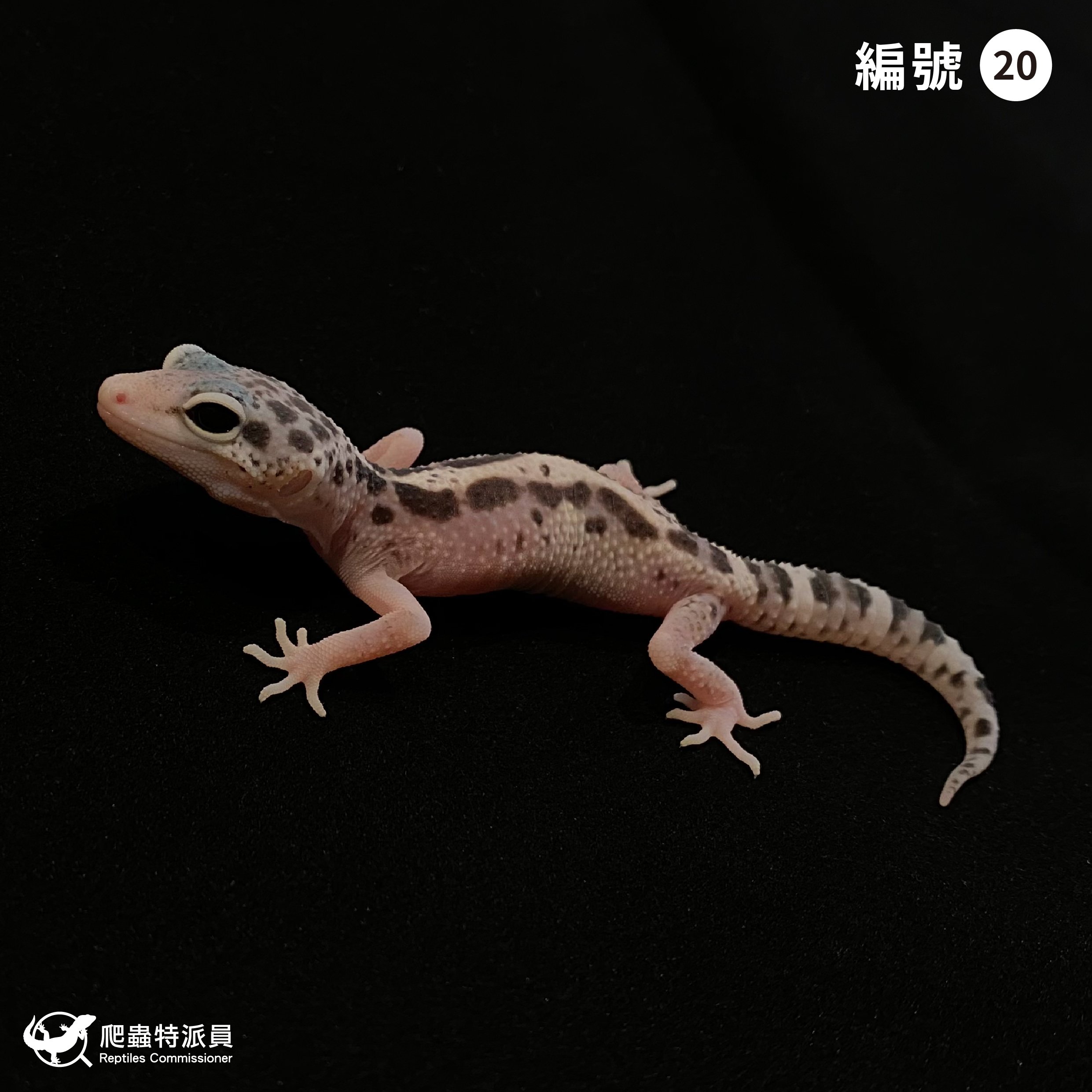 豹紋守宮．雪花叢林（編號 20）