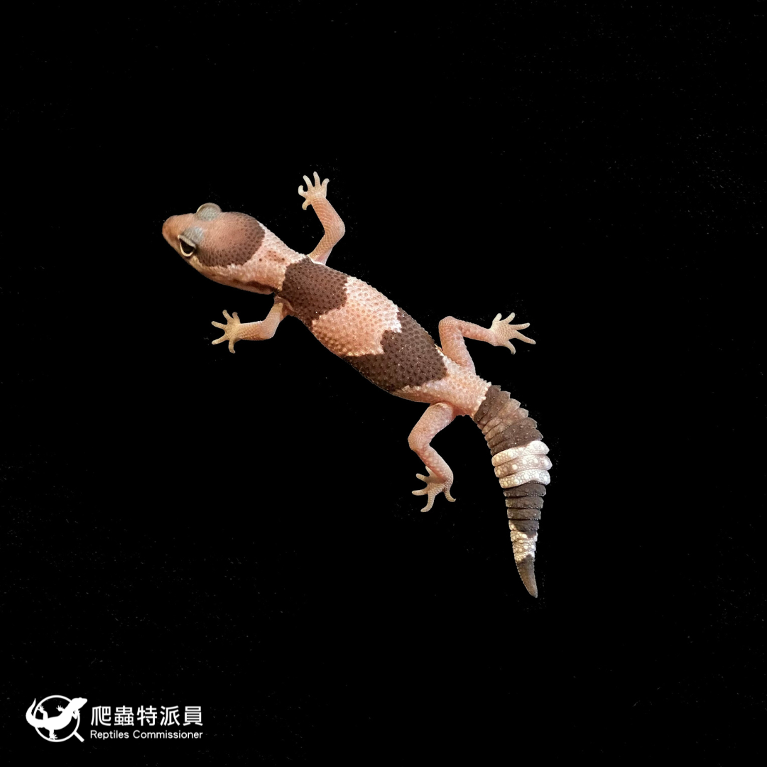 肥尾守宮．Oreo（編號 242）