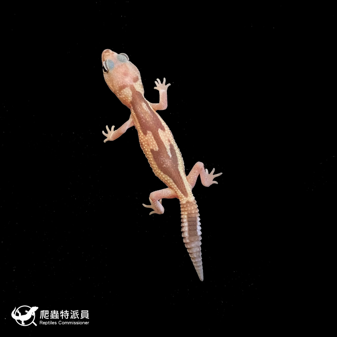 肥尾守宮．祖魯（編號 241）