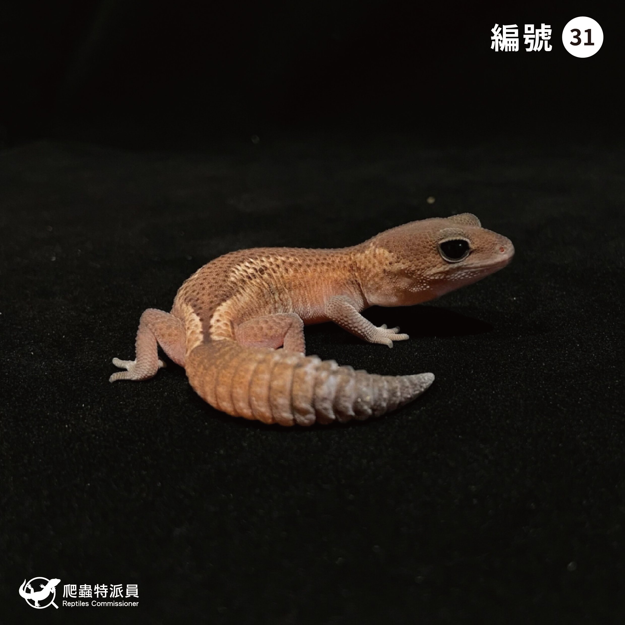 肥尾守宮．無紋 h 橘白（編號 31）