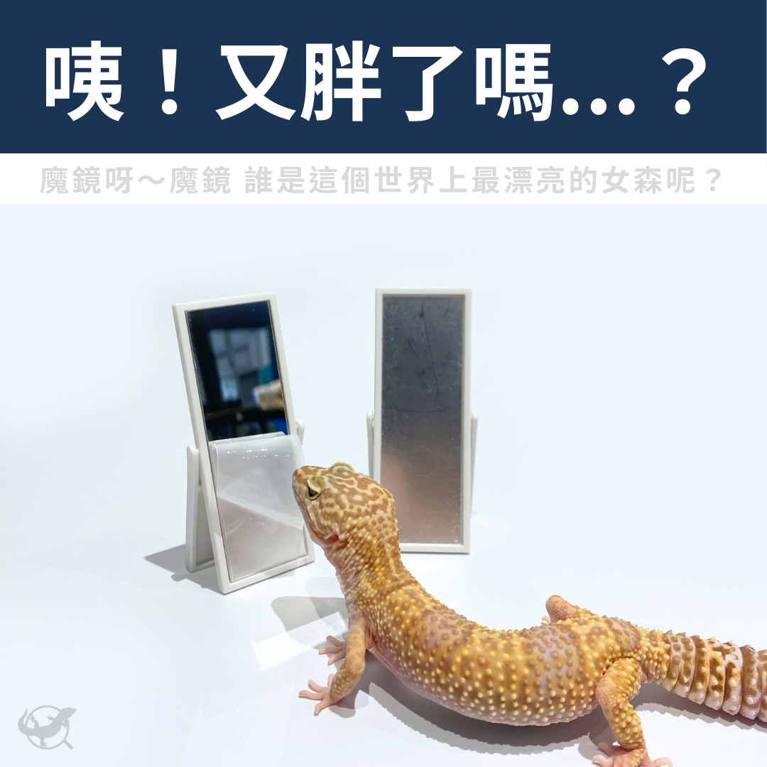 守宮迷你鏡子擺設 守宮迷你鏡子擺設