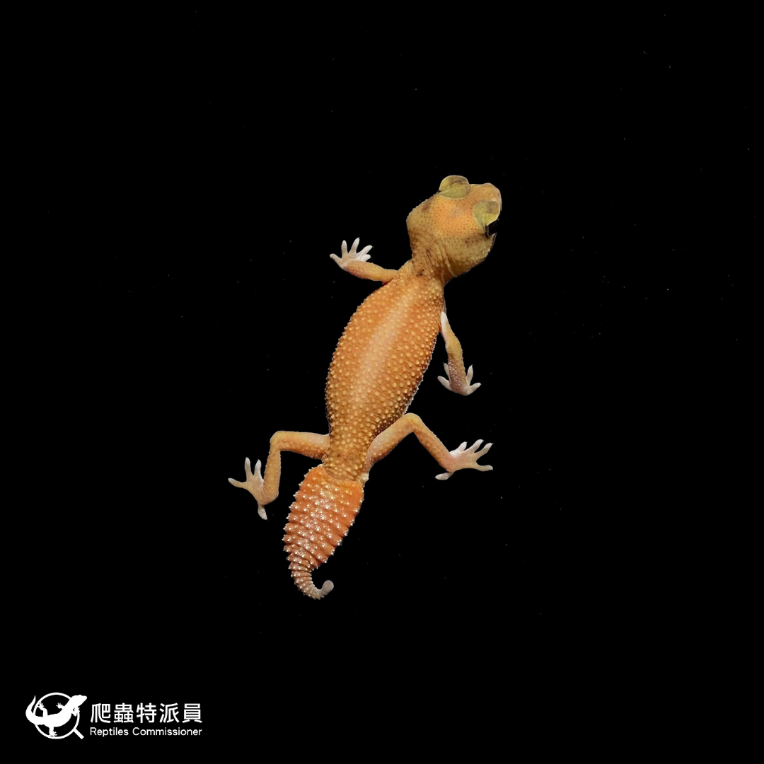 瘤尾守宮．NLP  / 無隱白（編號 327）