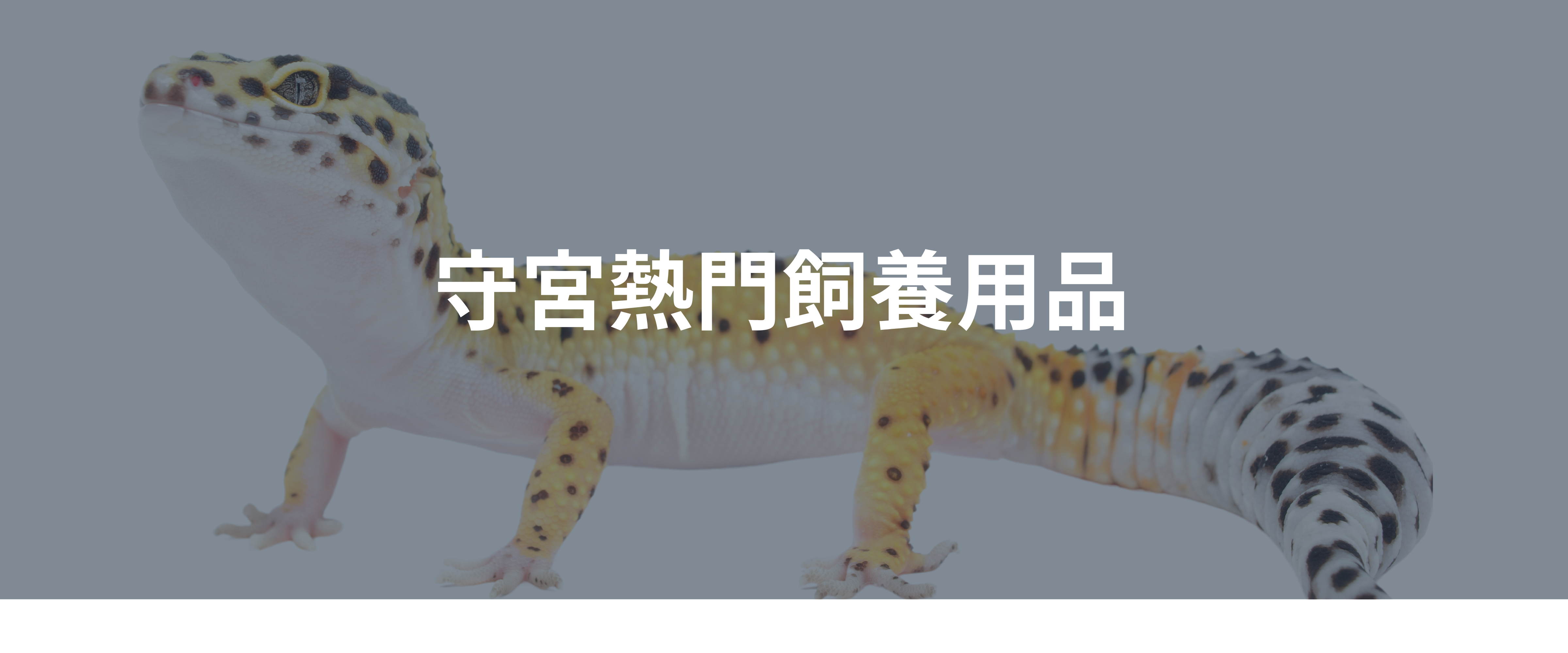 守宮熱門飼養用品.png 守宮熱門飼養用品