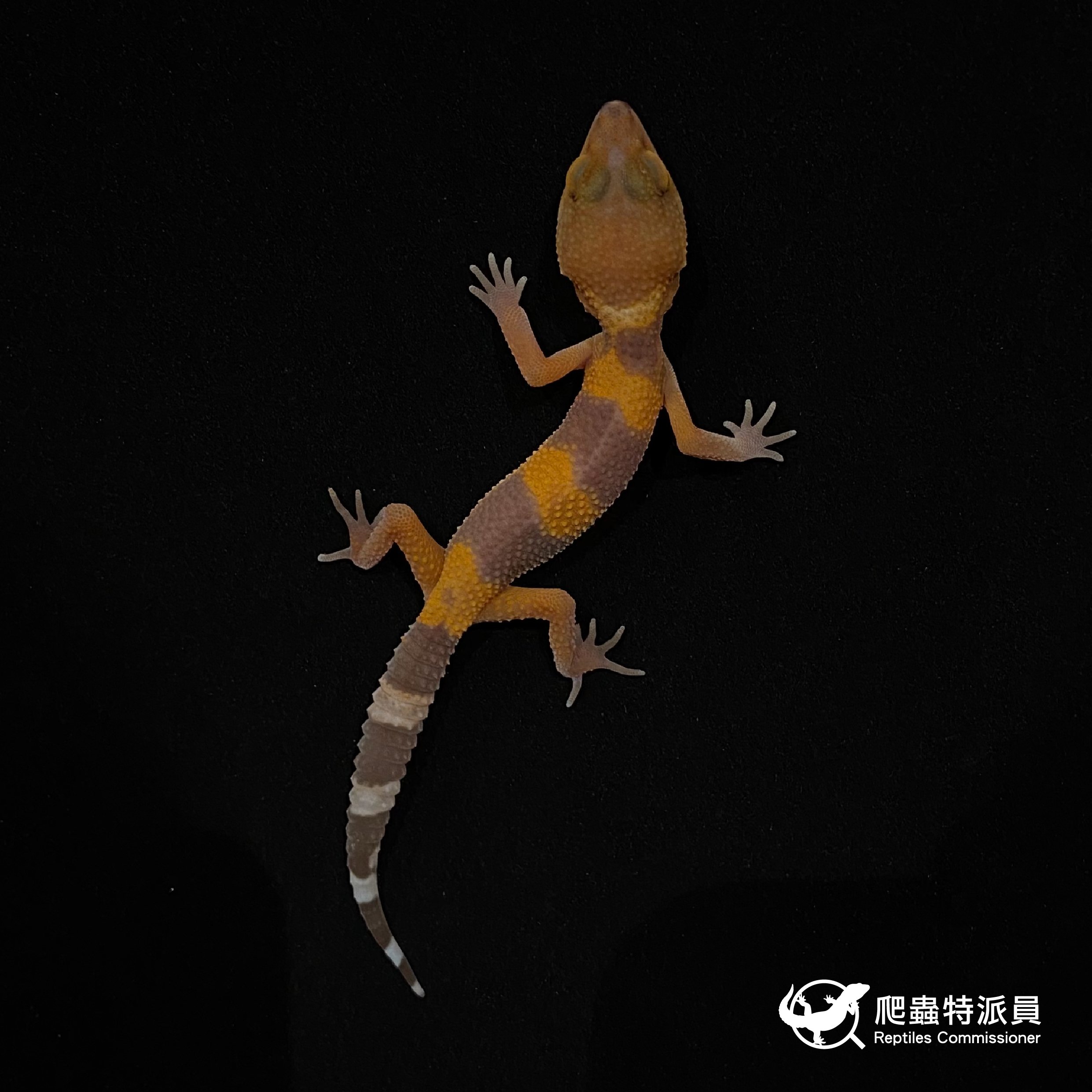 豹紋守宮．日焰（編號 13）