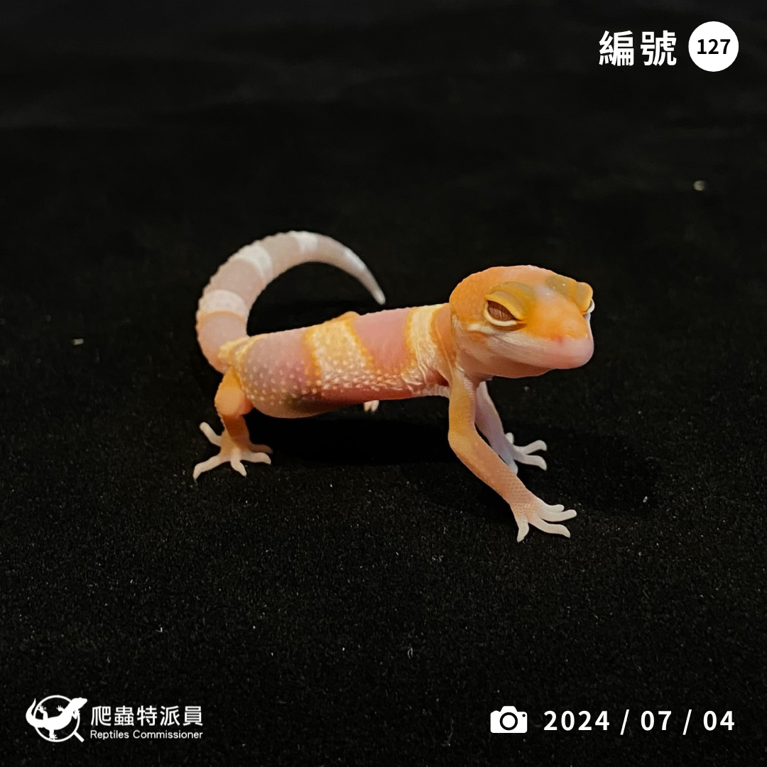 豹紋守宮．日焰（編號 127）