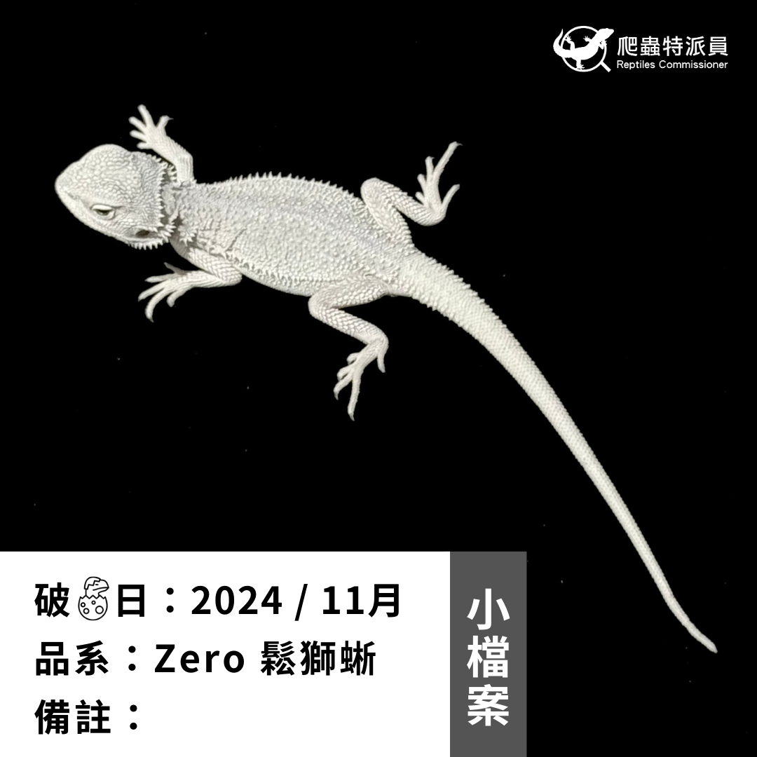 鬆獅蜥．Zero