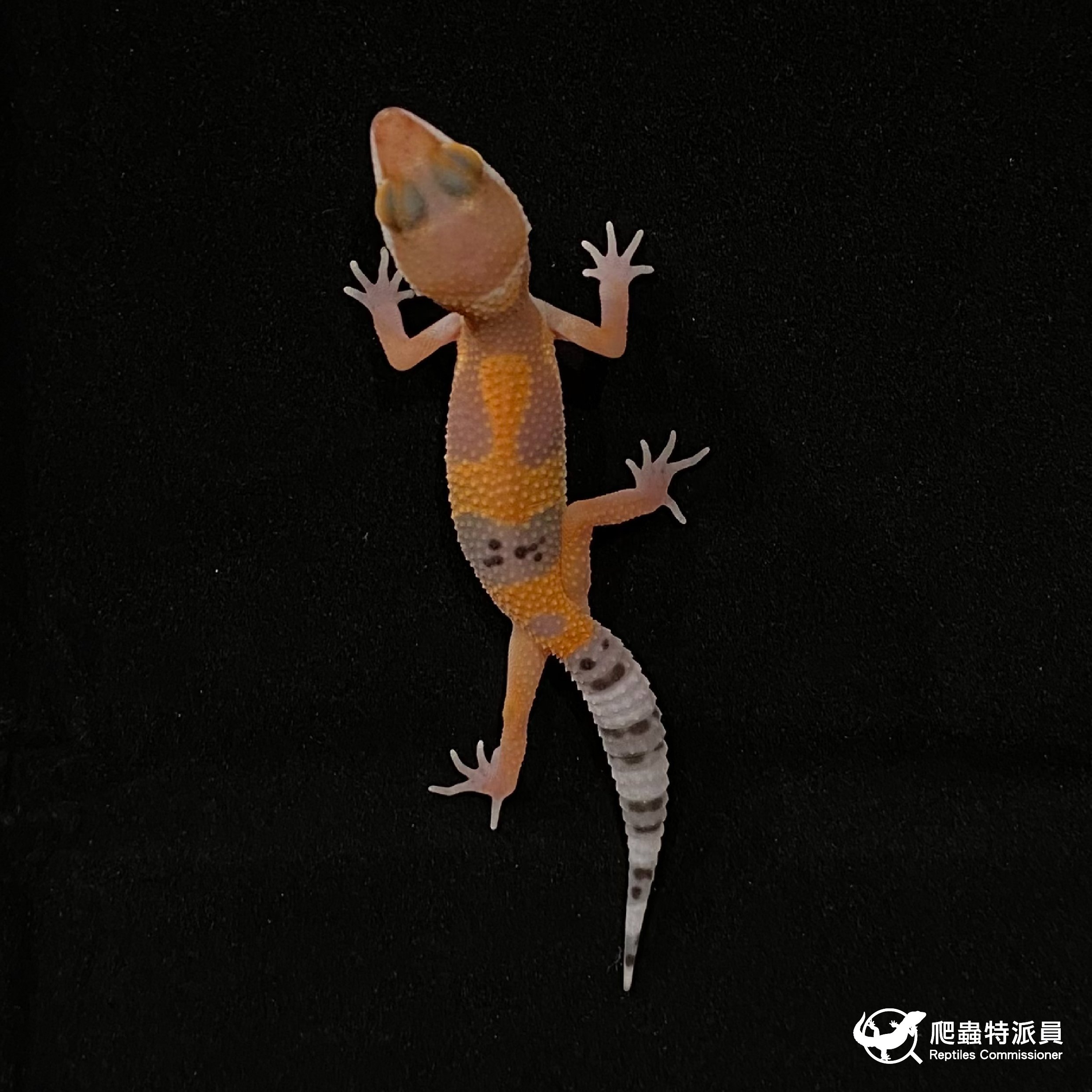 豹紋守宮．橘化（編號 25）