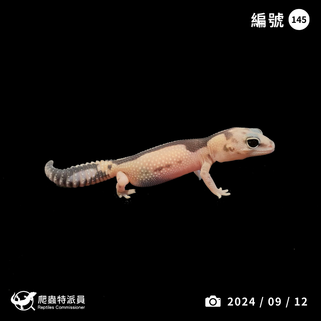 肥尾守宮．祖魯 poss 焦糖（編號 145）