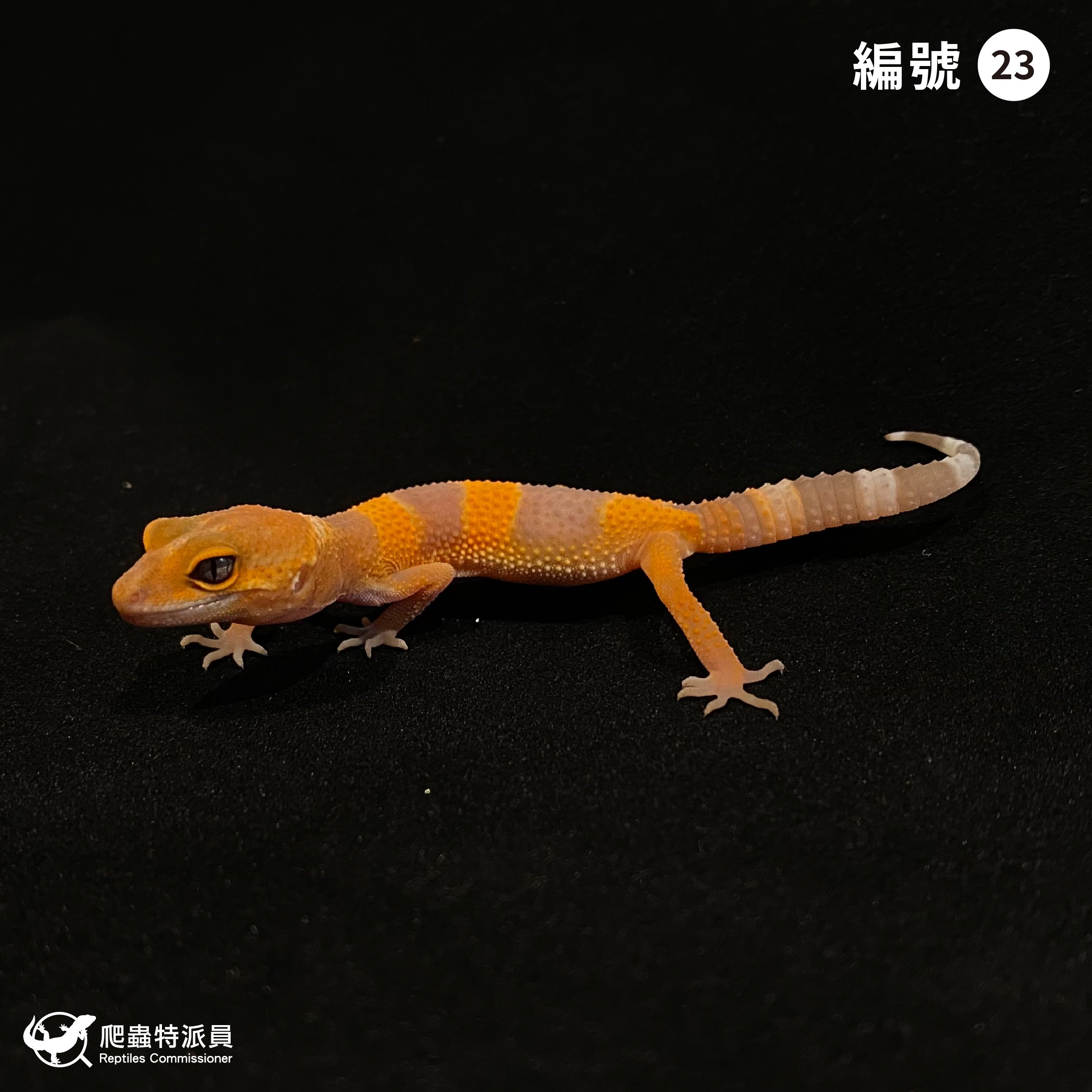 豹紋守宮．日焰（編號 23）