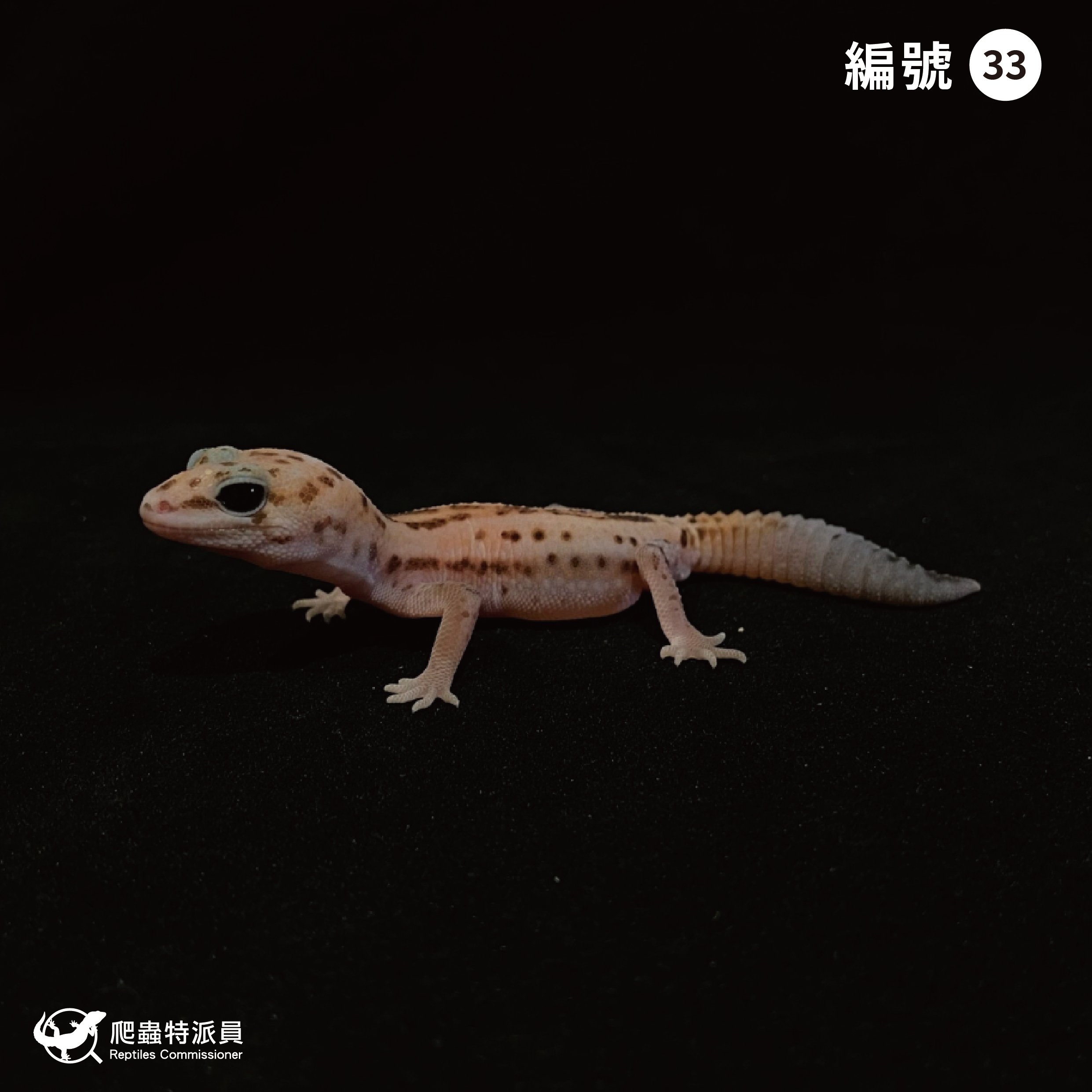 肥尾守宮．立可白無紋（編號 33）