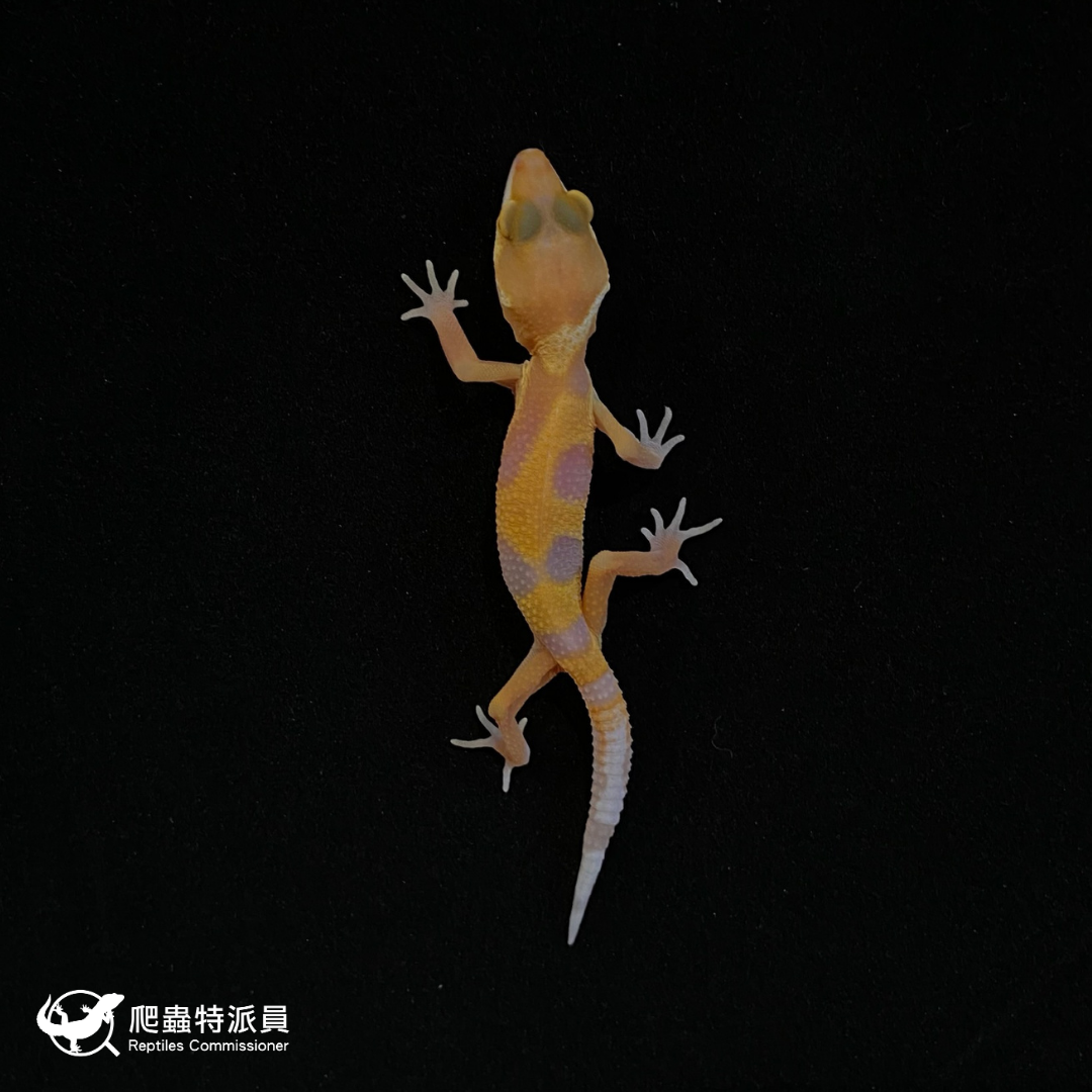 豹紋守宮．川普橘白化（編號 123）