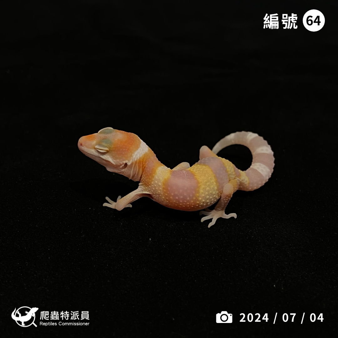 豹紋守宮．WY 川白（編號 64）