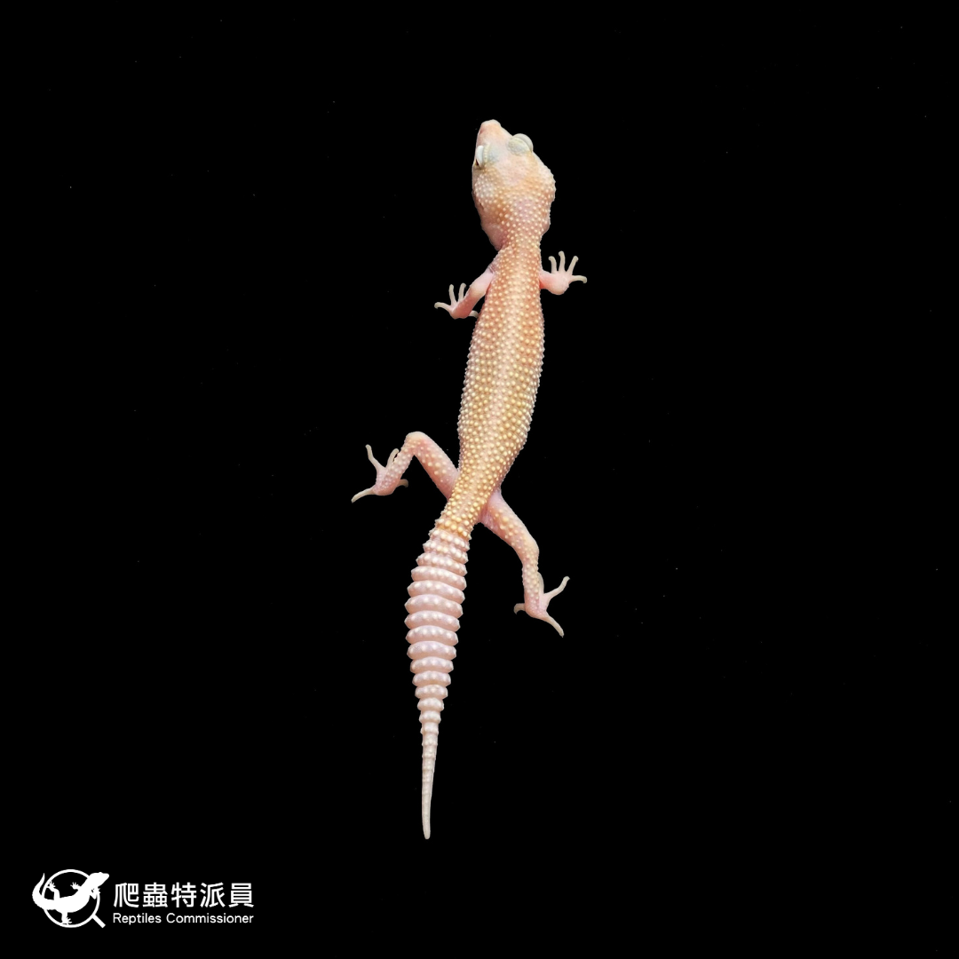 豹紋守宮．WY 直線川白雪花（編號 400）