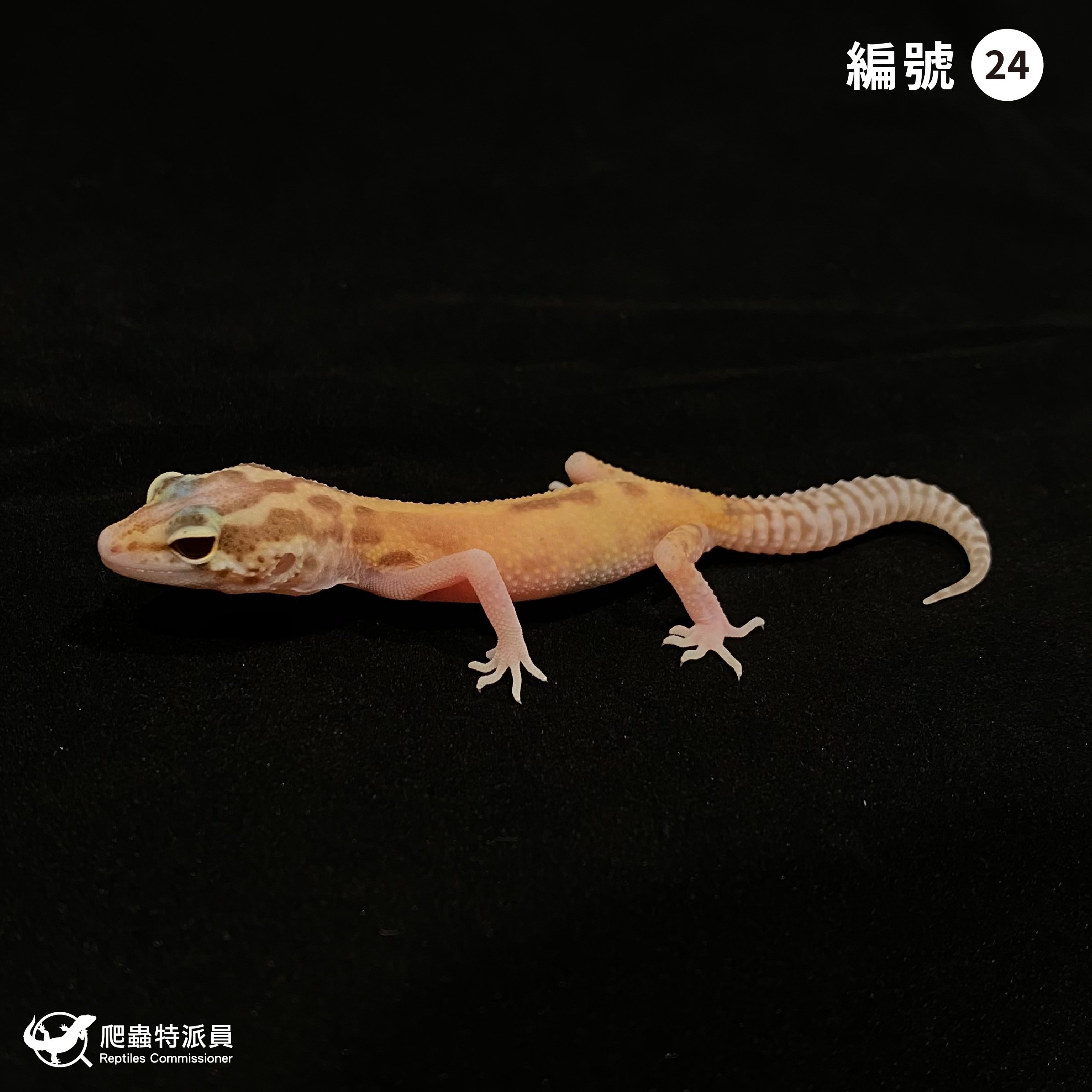 豹紋守宮．川白日蝕（編號 24）