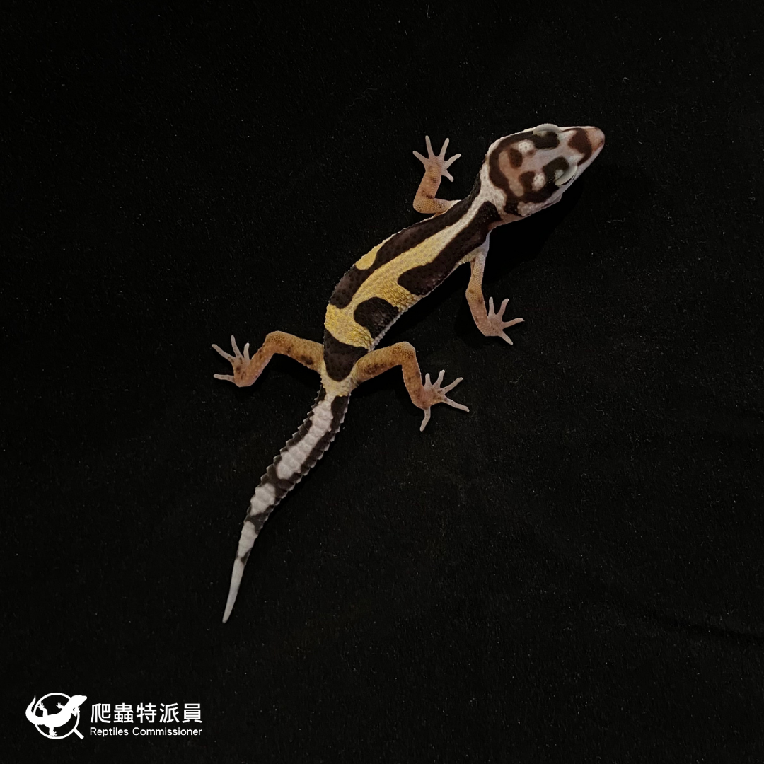 豹紋守宮．土匪（編號 166）