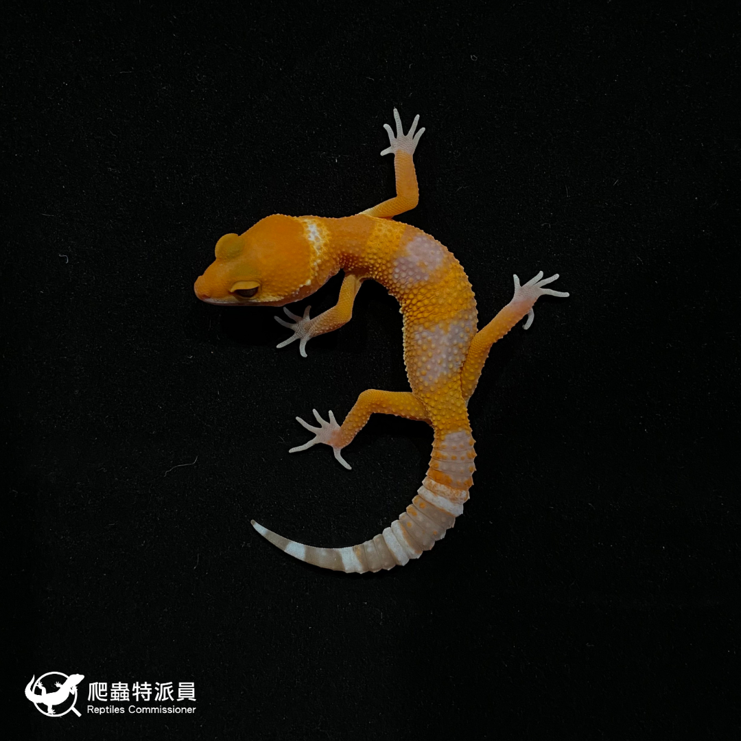 豹紋守宮．日焰（編號 91）