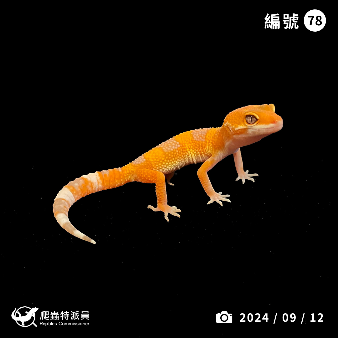 豹紋守宮．日焰（編號 78）