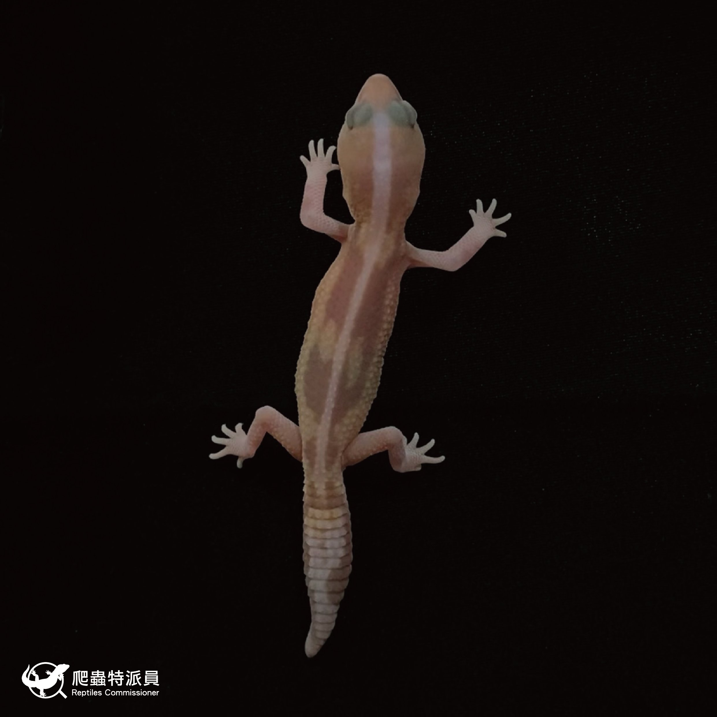 肥尾守宮．直線焦糖祖魯 h 橘白（編號 44）