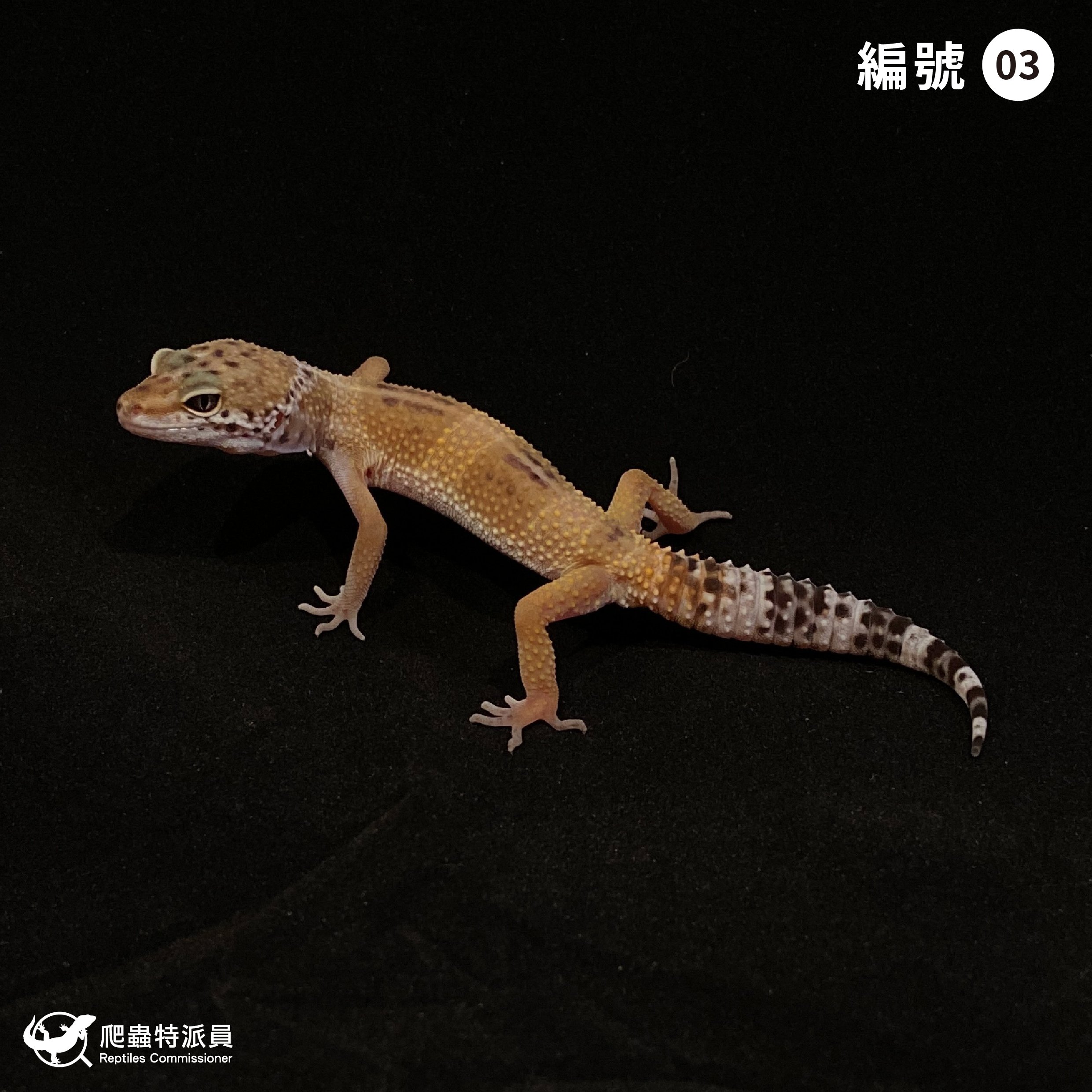 豹紋守宮．原色（編號 3）