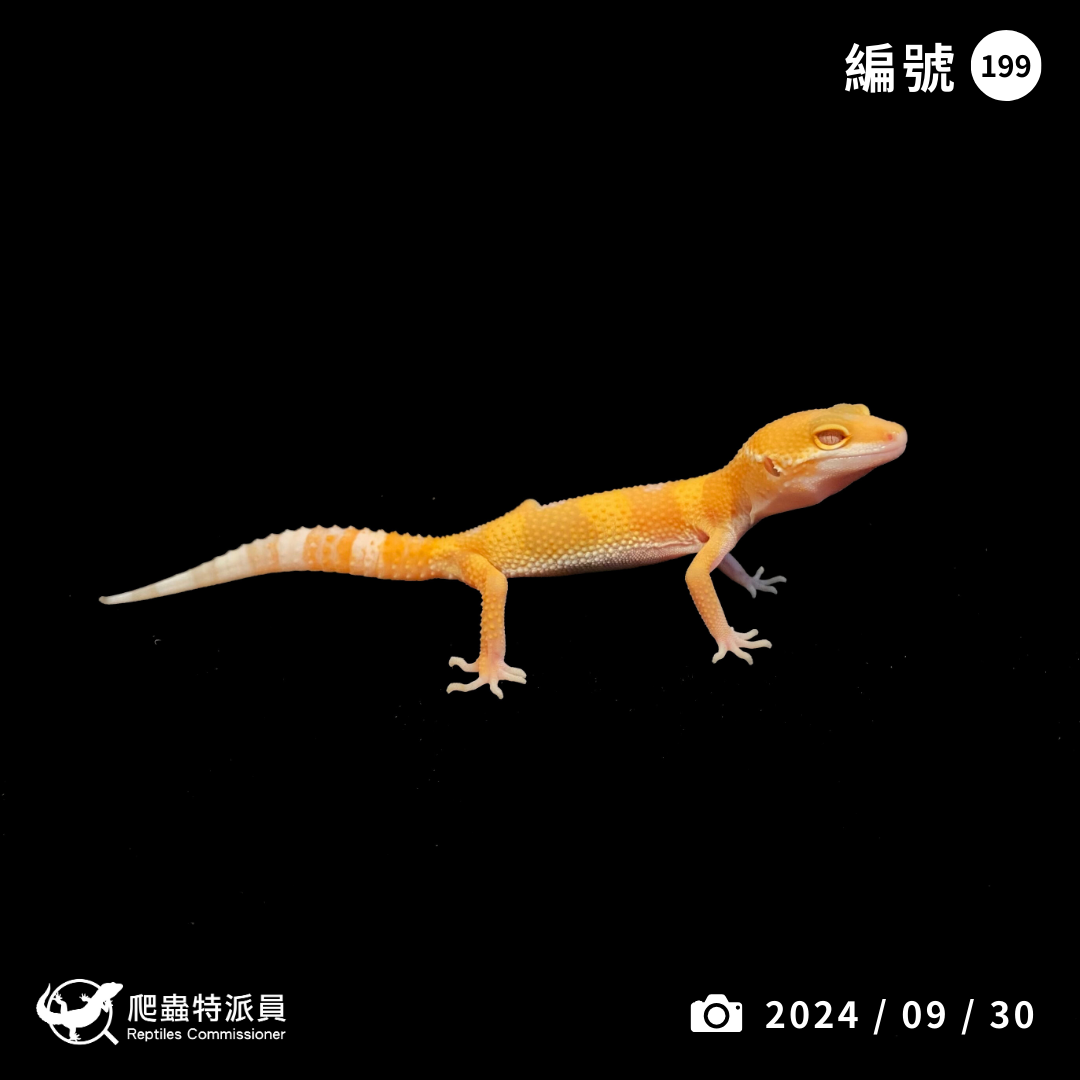 豹紋守宮．日焰（編號 199）