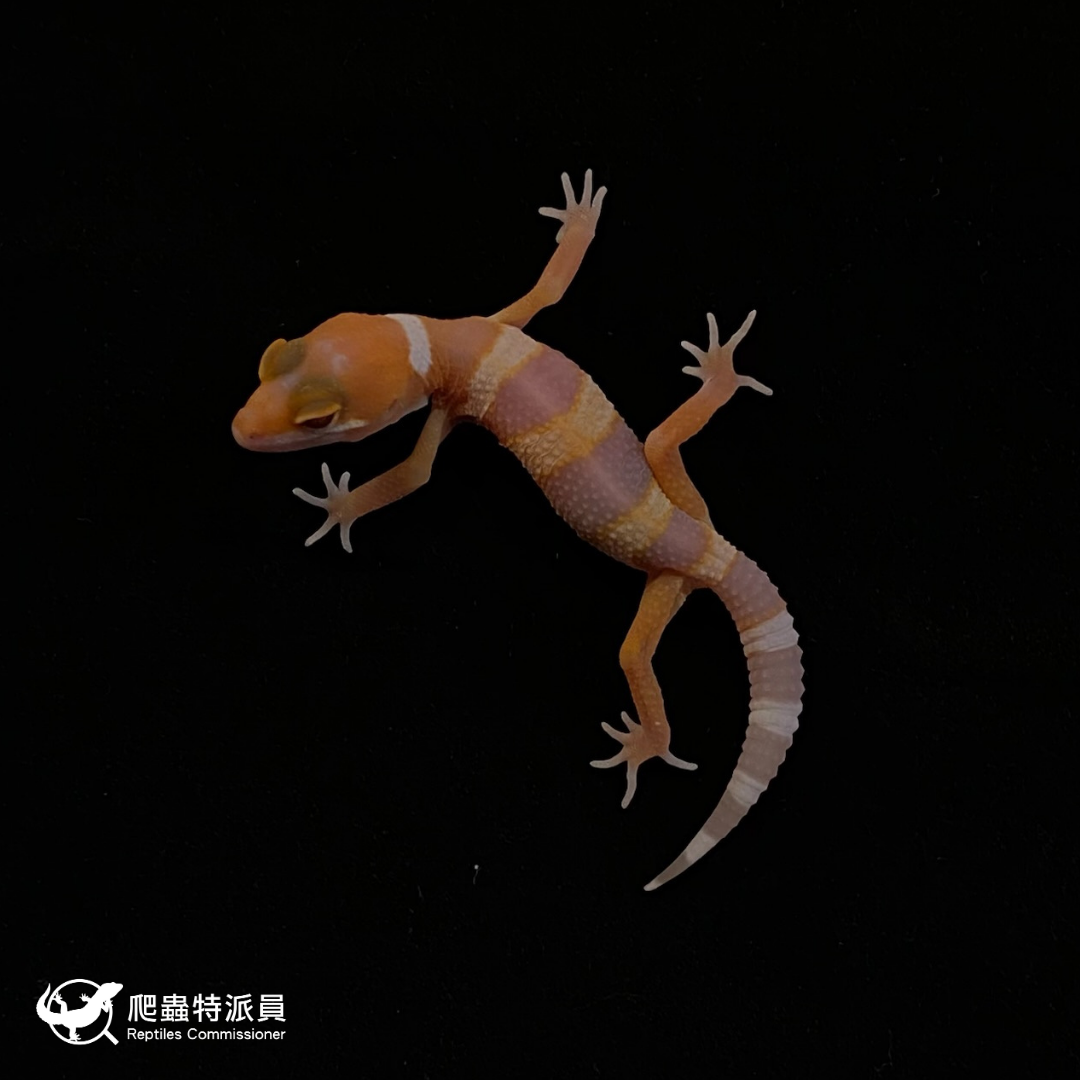 豹紋守宮．日焰（編號 127）