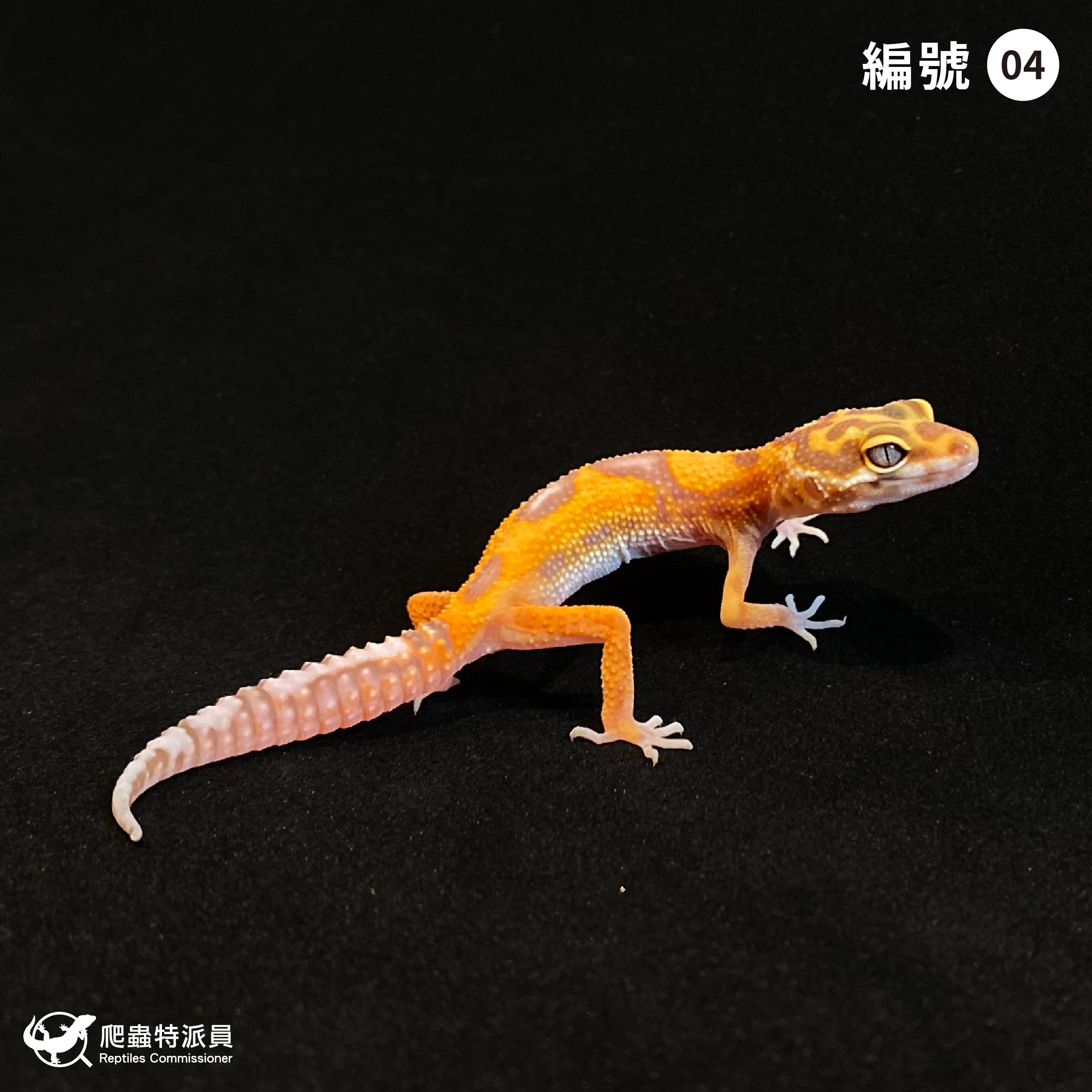 豹紋守宮．貝爾叢林（編號 4）