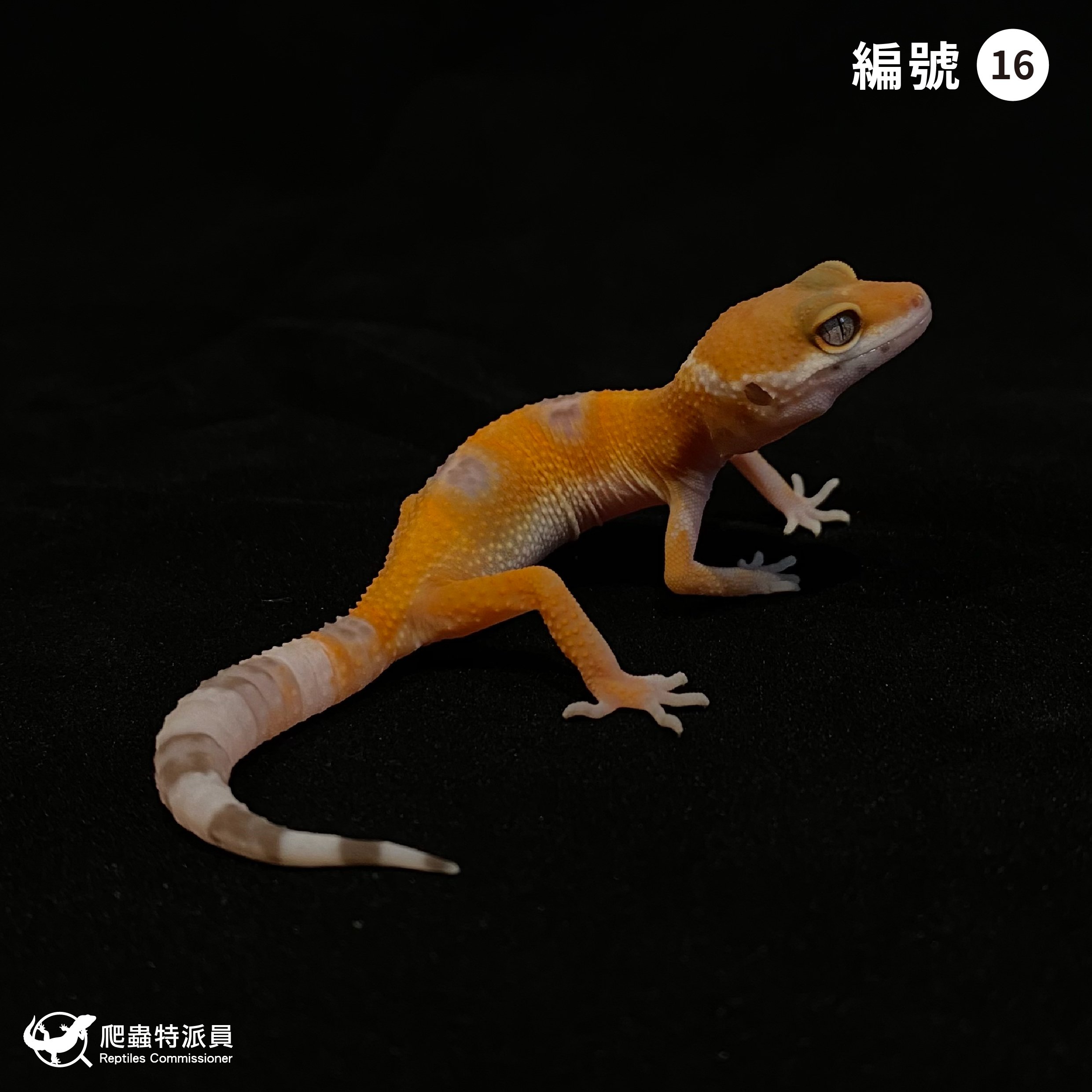 豹紋守宮．日焰（編號 16）