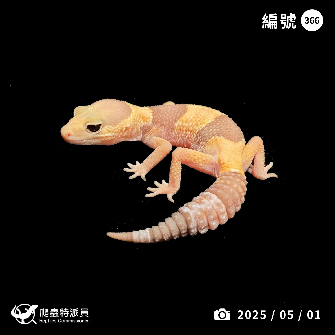 肥尾守宮．橘白（編號 366）