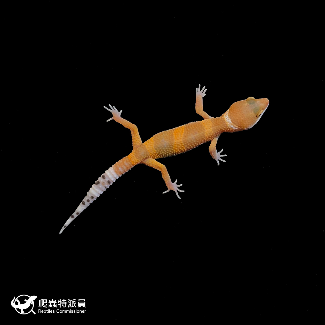 豹紋守宮．橘化（編號 129）