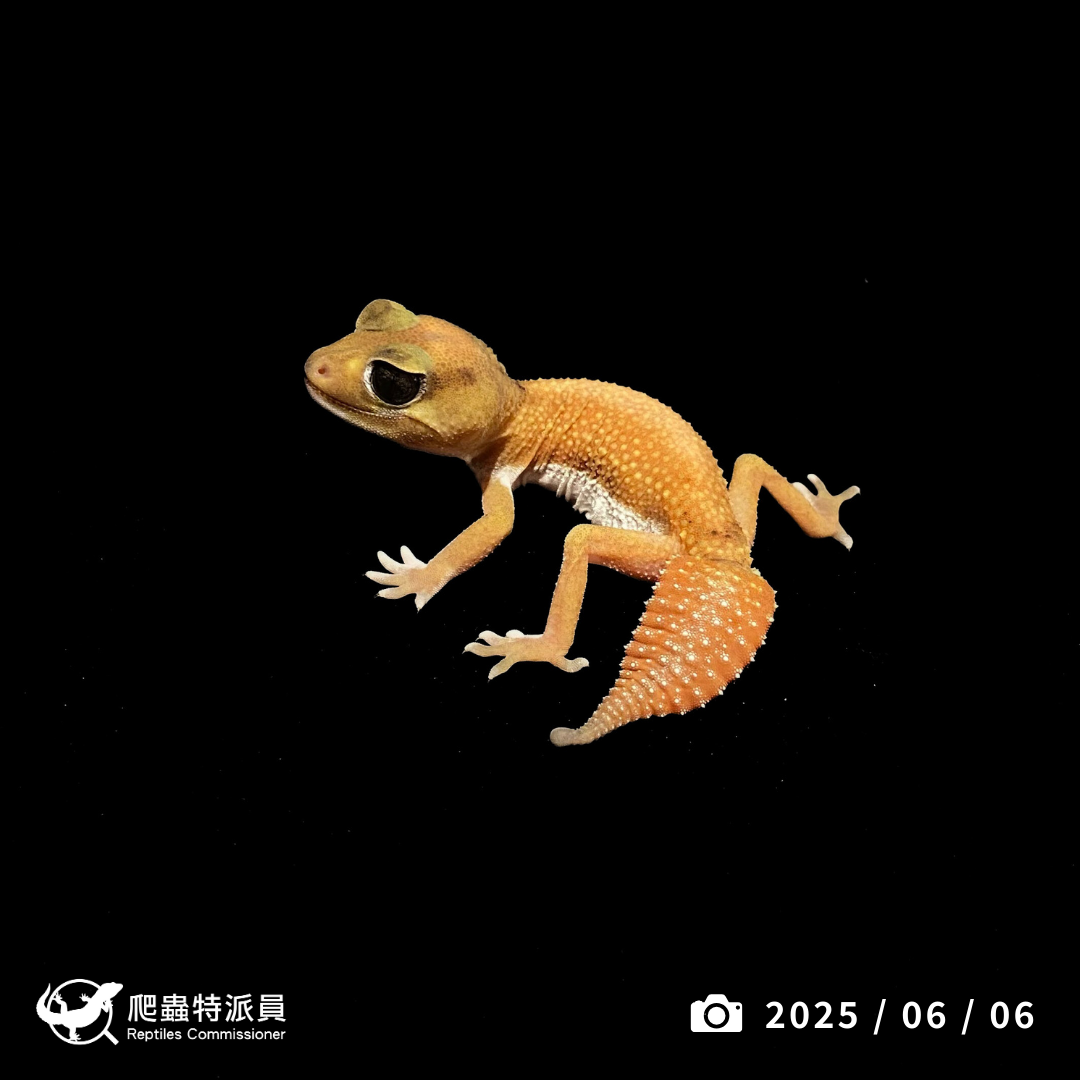 瘤尾守宮．NLP  / 無隱白（編號 327）