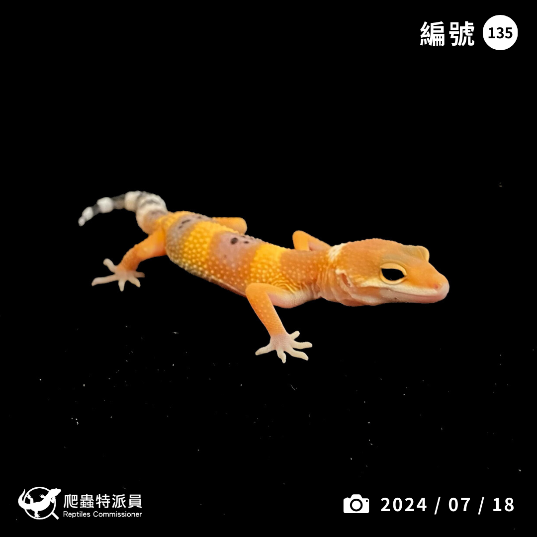 豹紋守宮． 橘化（編號 135）