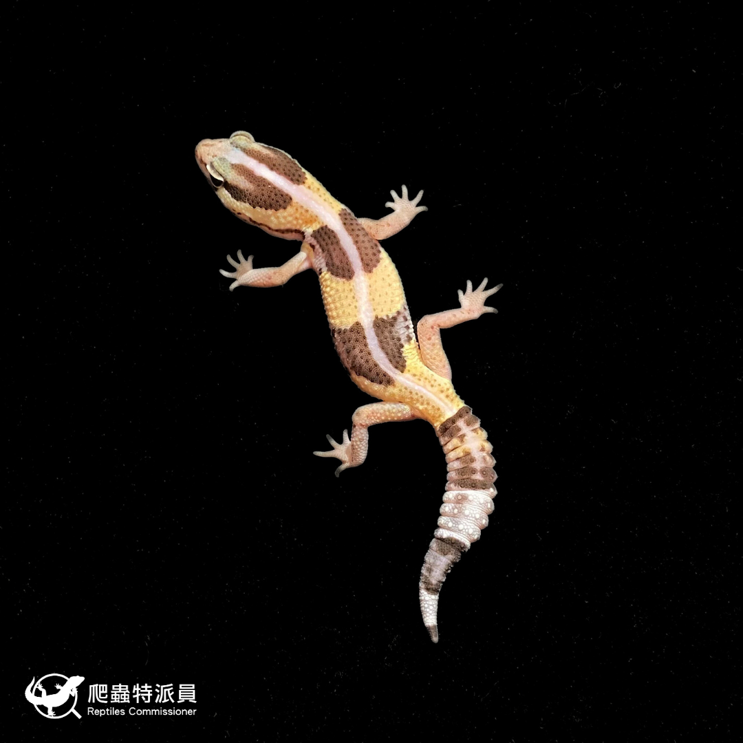 肥尾守宮．普肥 h 橘白（編號 370）