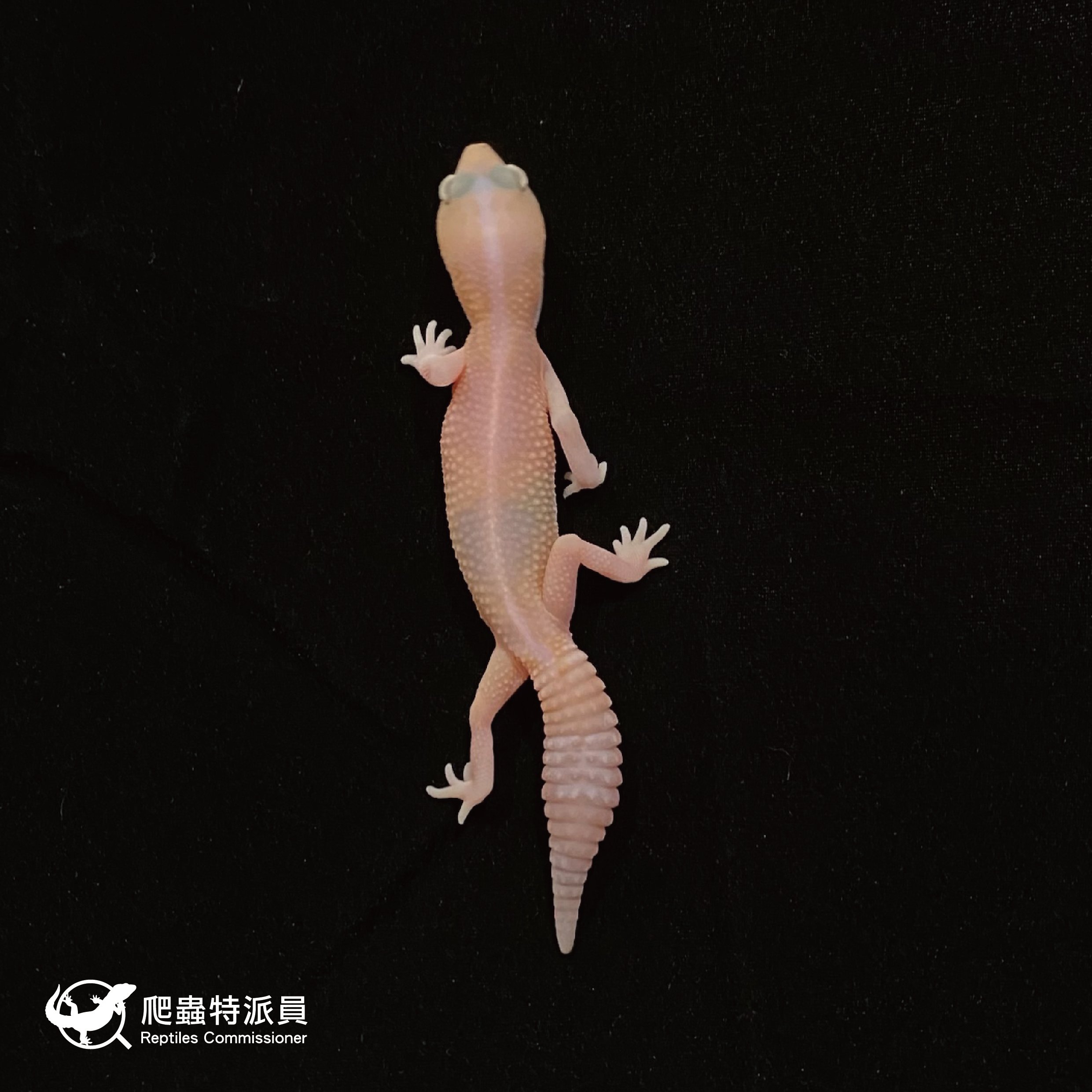 肥尾守宮．直線橘白祖魯 h 焦糖（編號 32）