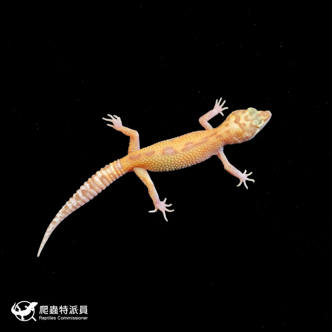 豹紋守宮．川普日蝕（編號 161）