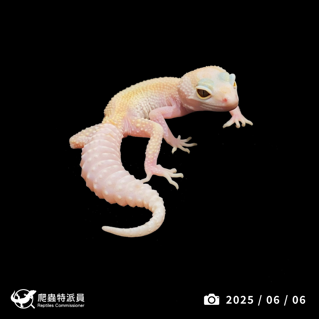 豹紋守宮．WY 直線川白雪花（編號 400）