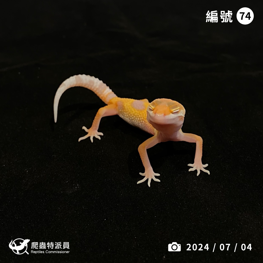 豹紋守宮．川普叢林（編號 74）