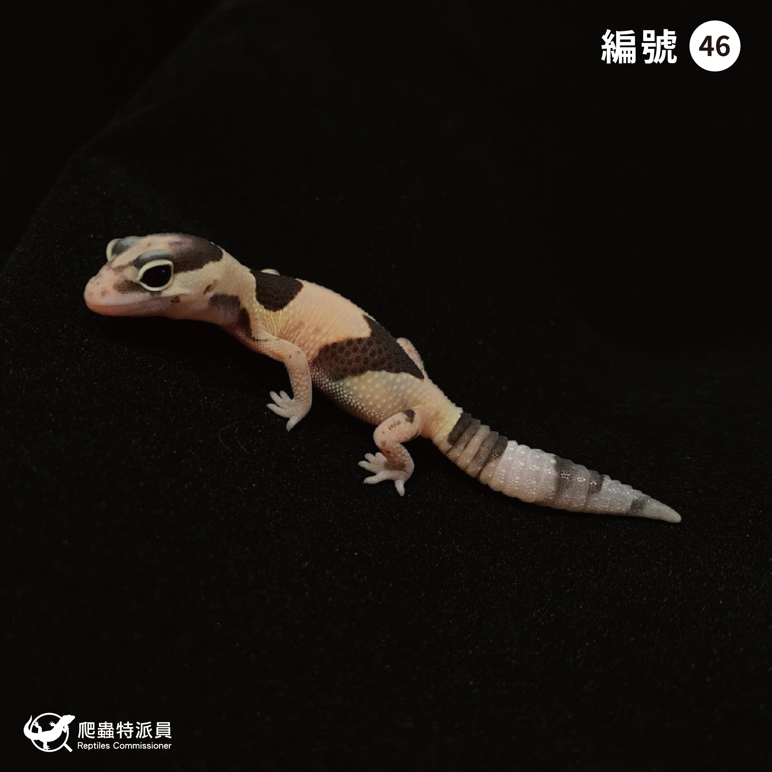 肥尾守宮．立可白（編號 46）