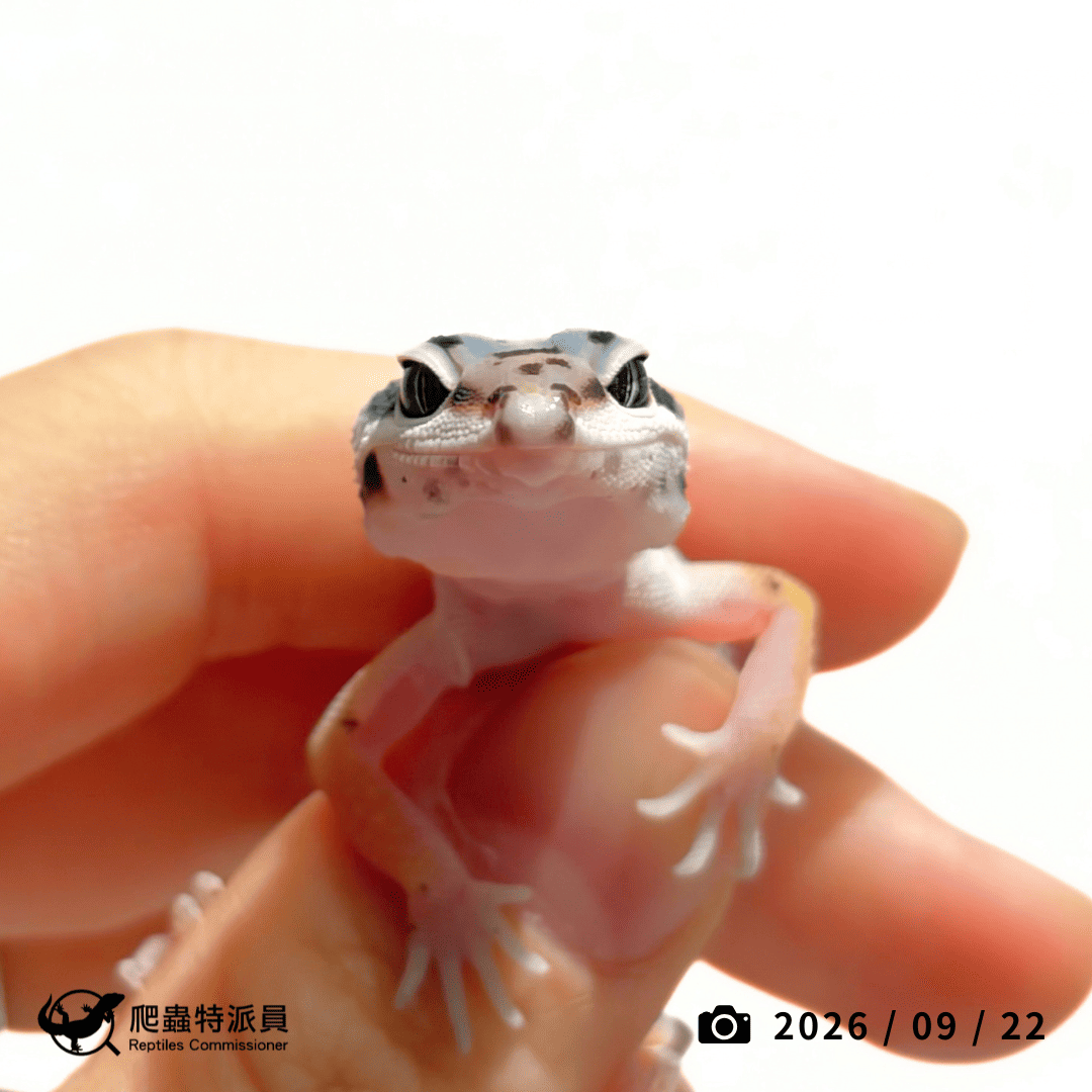 豹紋守宮．土匪 CROSS（編號 447）