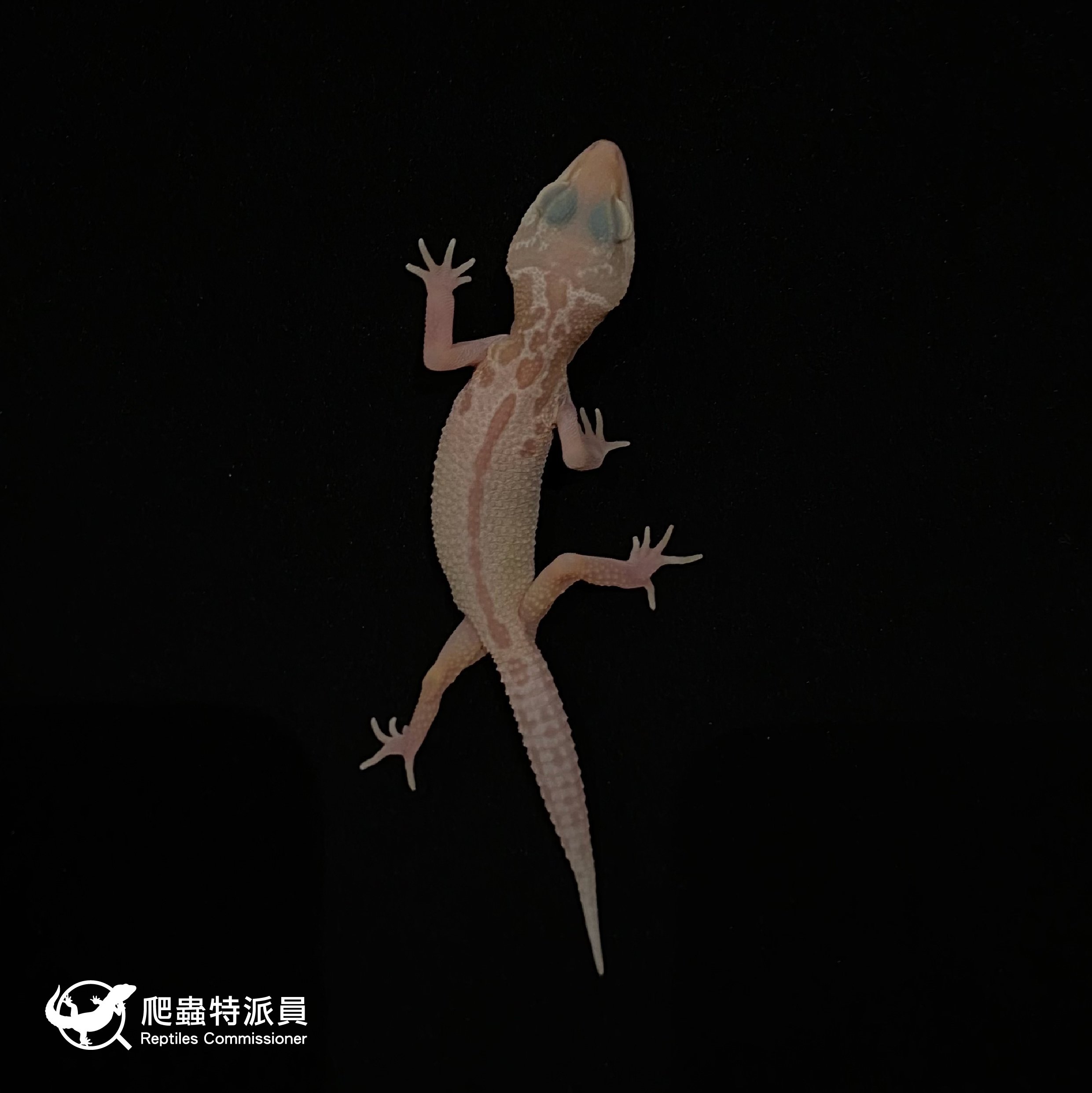 豹紋守宮．川白輕白化（編號 17）