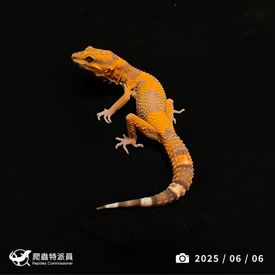 豹紋守宮．電橘貝爾（編號 384）