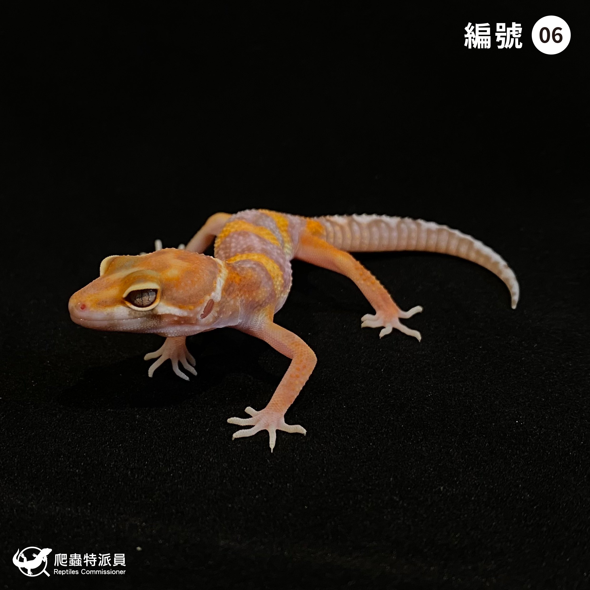 豹紋守宮．貝爾白化（編號 6）