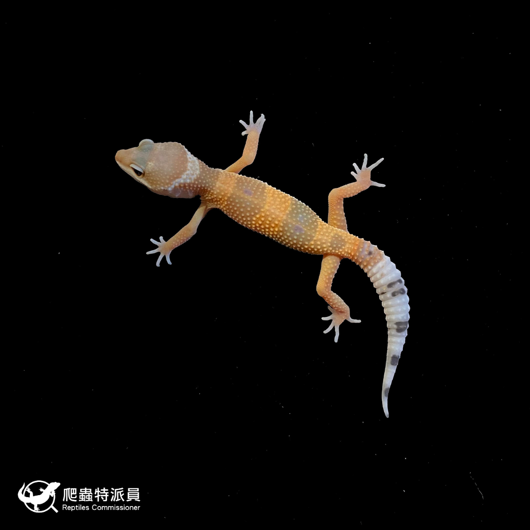 豹紋守宮．橘化（編號 213）