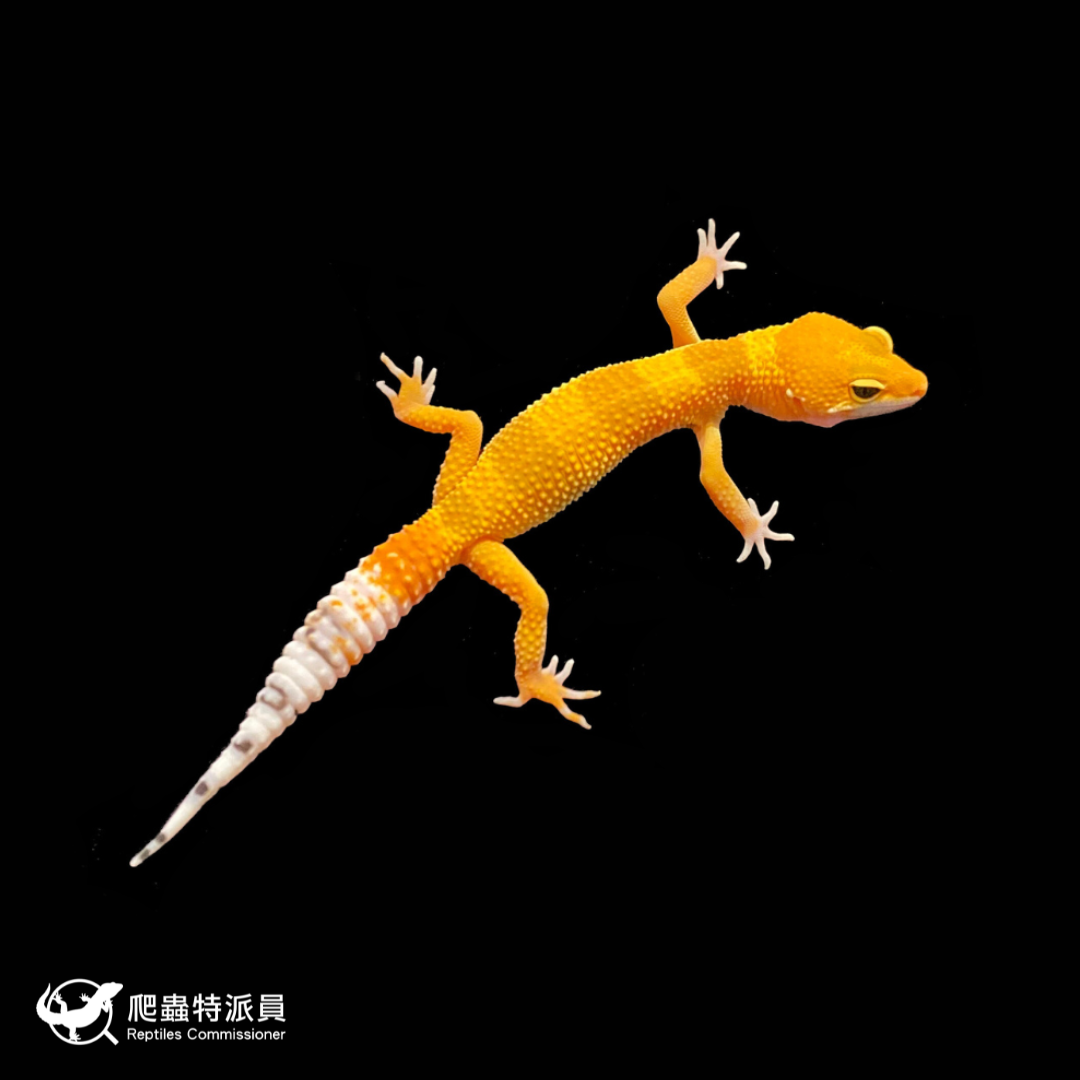 豹紋守宮．橘化（編號 262 ）