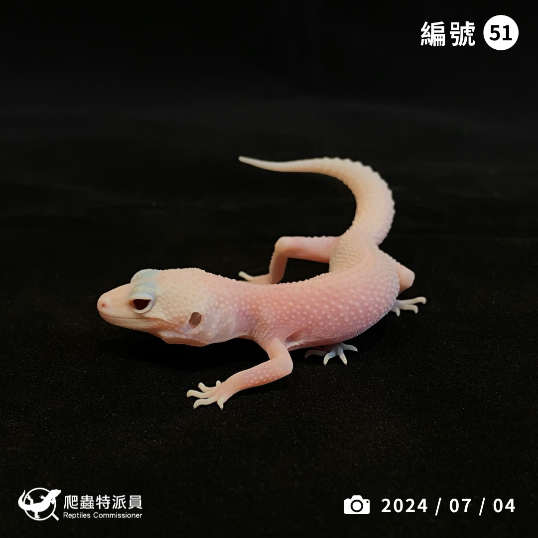 豹紋守宮．超級 RA（編號 51）