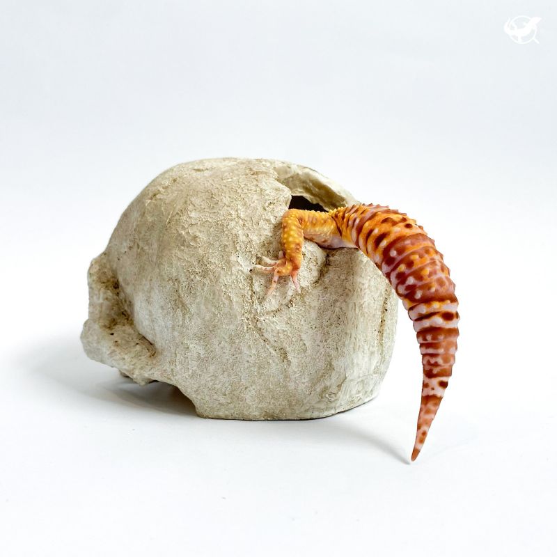 仿真骷顱頭躲避屋